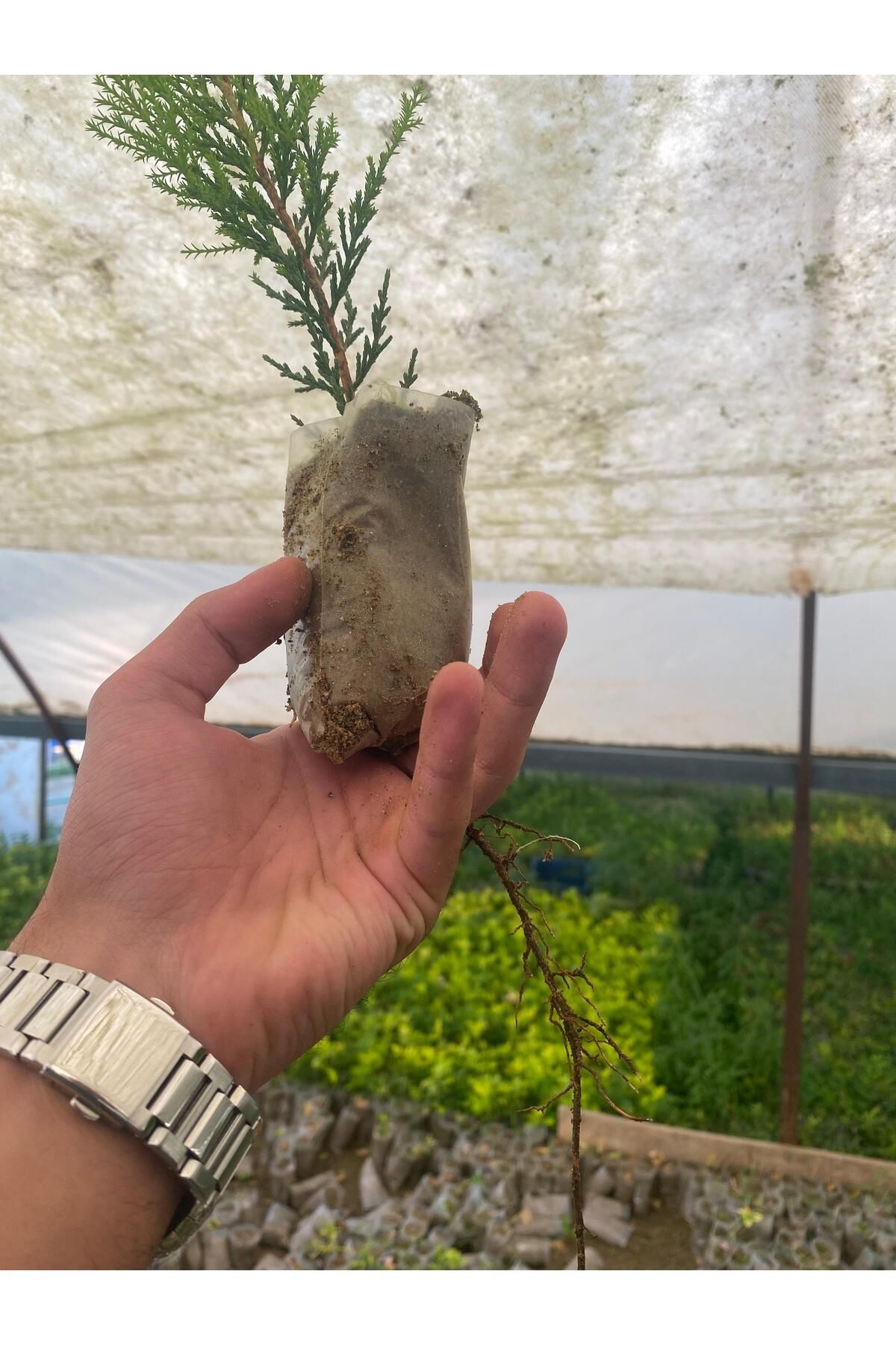 Nura Botanik Limon Çamı Çeliği 10 cm Tüplü 20 adet Bahçe Bitkisi