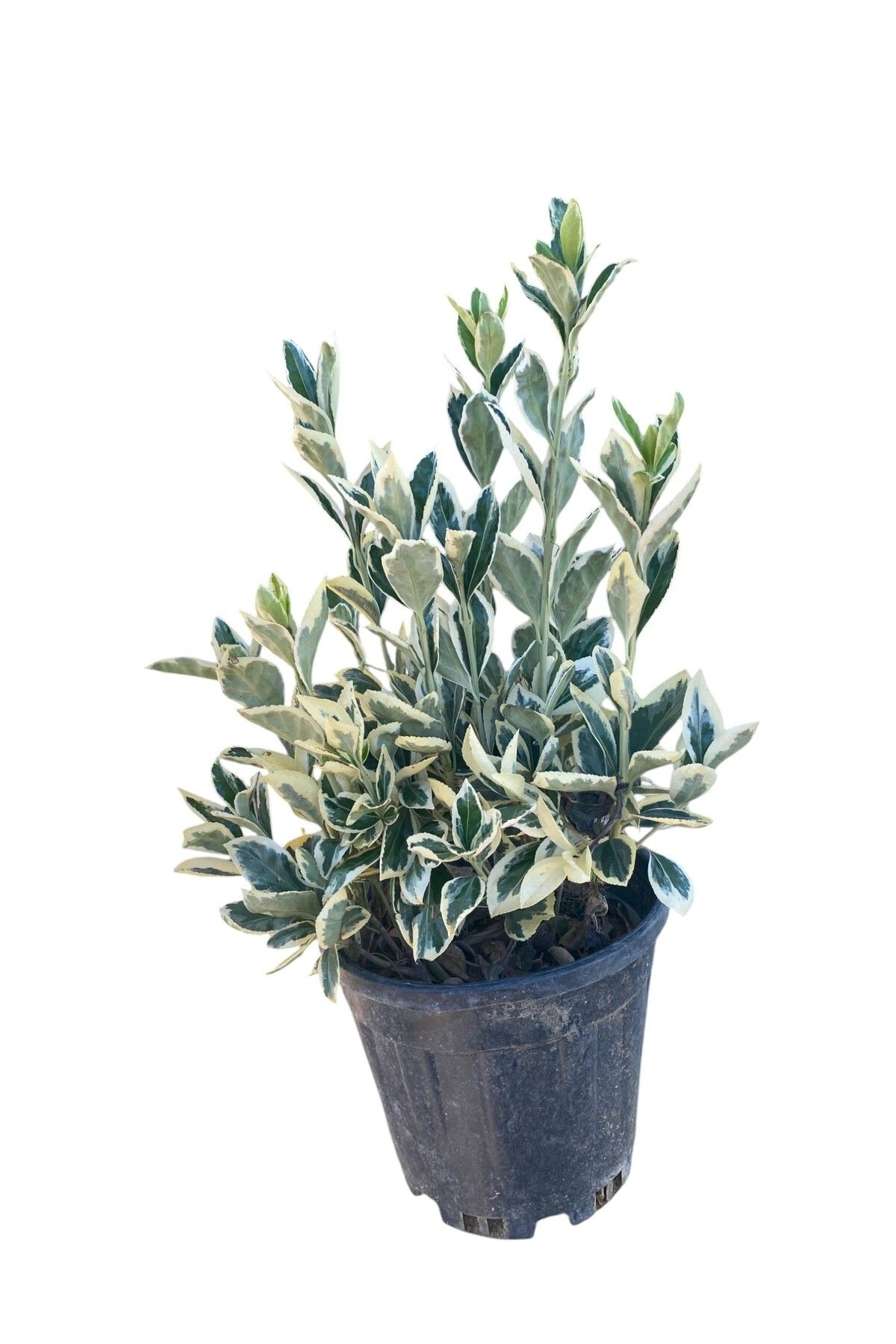 Nura Botanik Bravo Taflan / Euonymus japonicus 'Bravo' 30-40cm