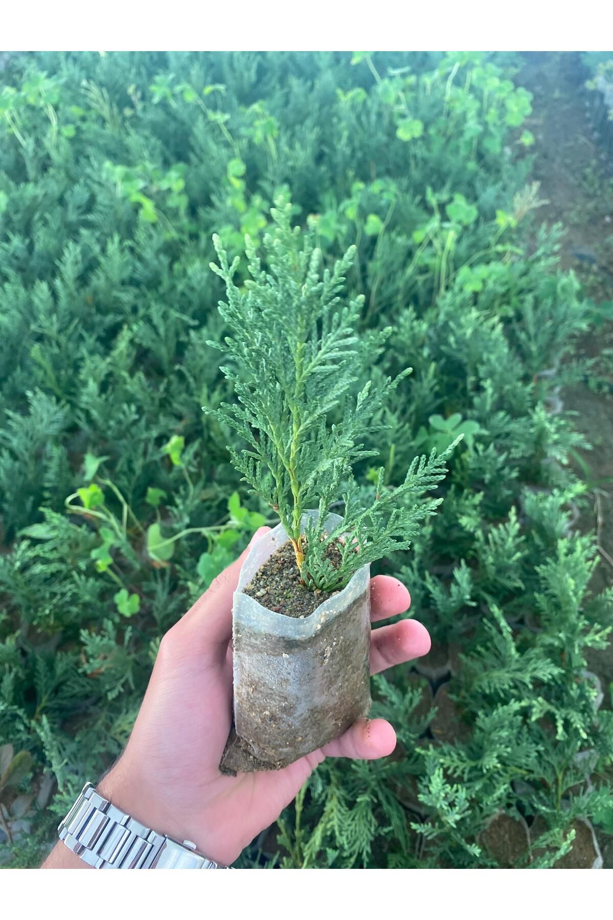 Nura Botanik Leylandi Çamı Çeliği Fidanı Tüplü 10cm Köklü 10 Adet