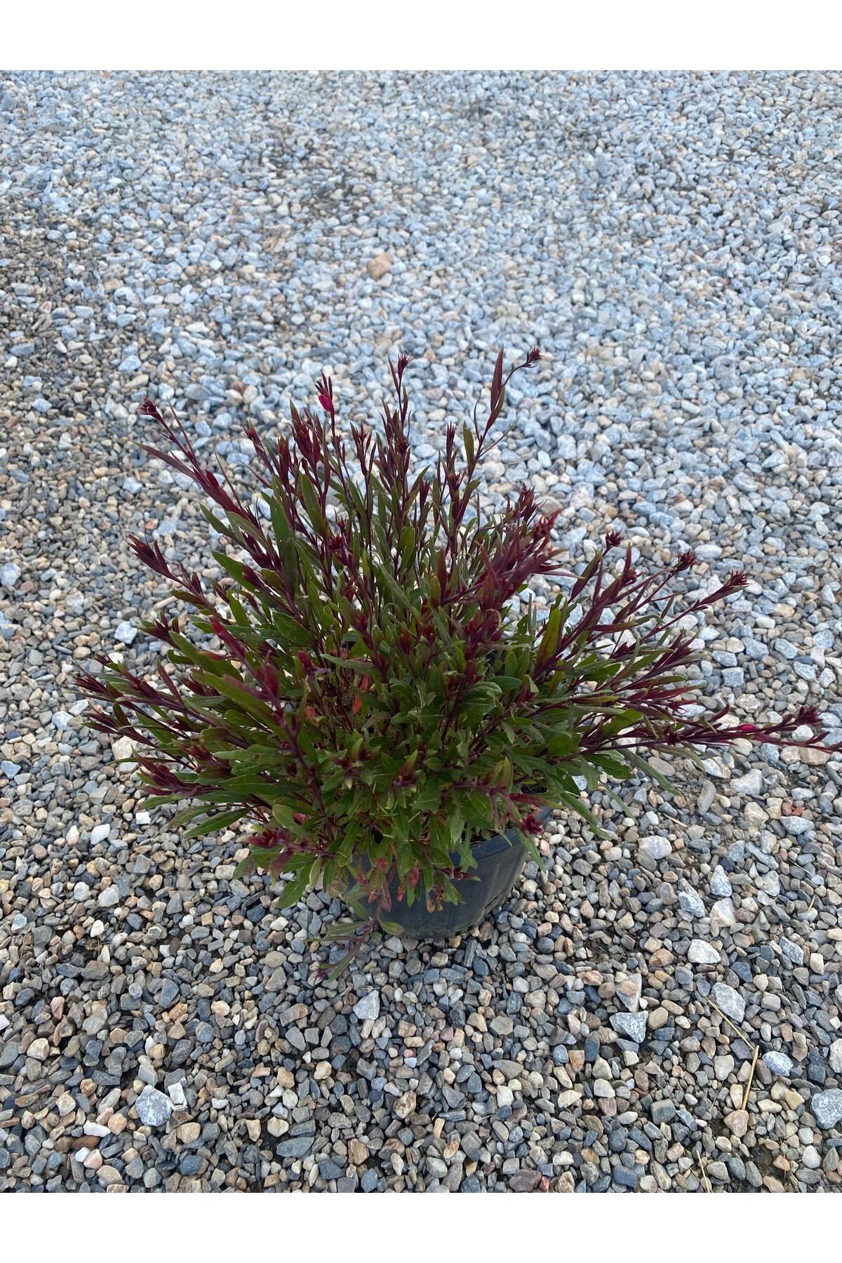 Nura Botanik Gaura / Kelebek Çiçeği 40-60cm Kırmızı (Gavura)