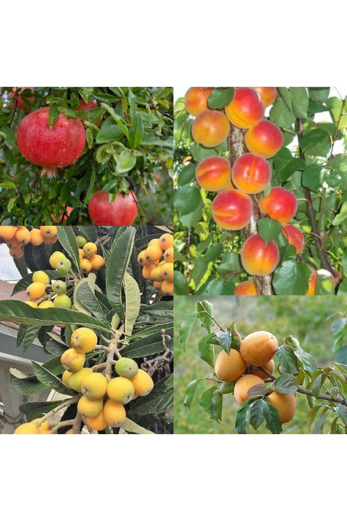 Doğan Fidancılık Nar,Kayısı,Malta Eriği ve Hurma 4 lü paket (120 ,160) cm Tüplü (2,3 )yaşında