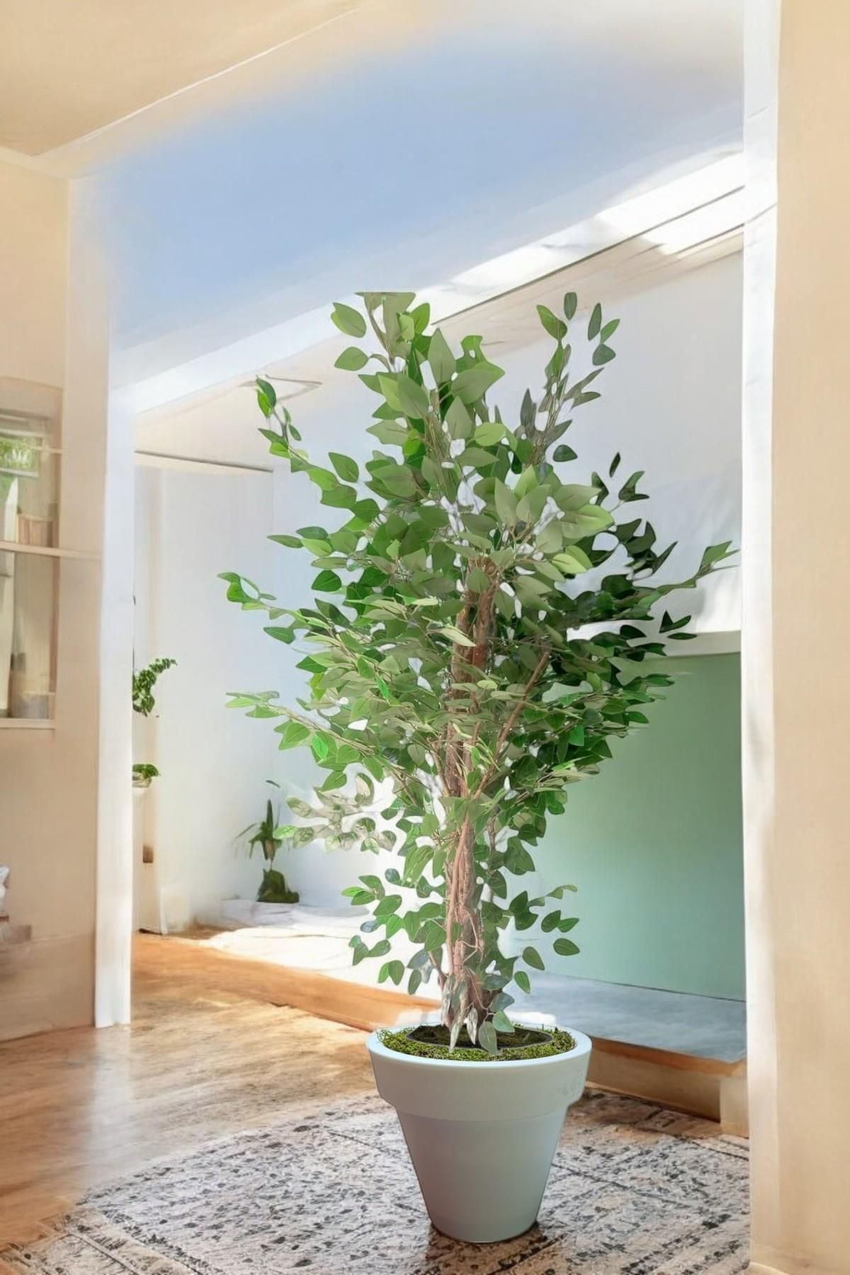 florayapaycicekcom Yapay Agaç 180 Cm Islak Doku Benjamin beyaz plastik saksı