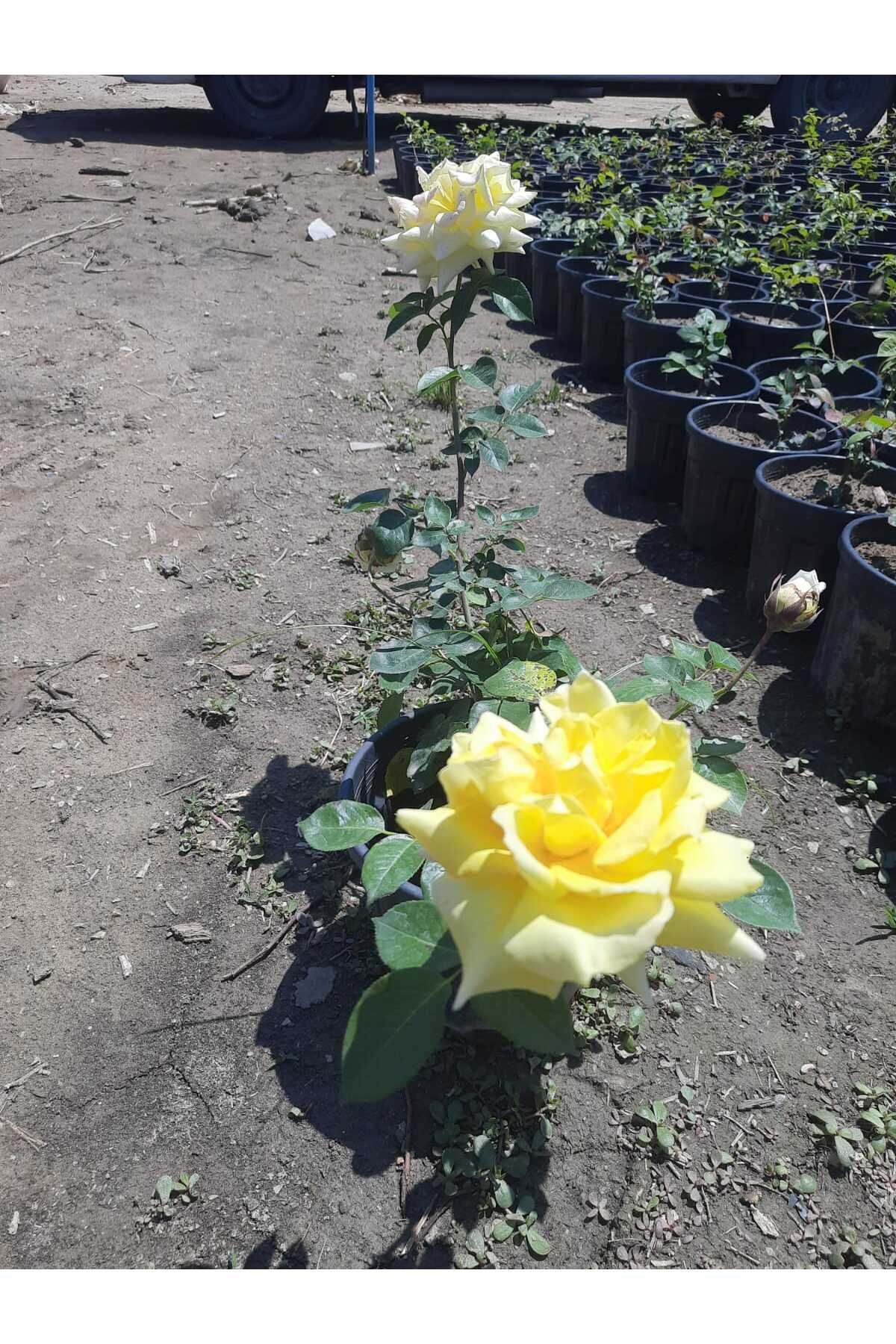 Nura Botanik Yediveren Gül Açık Sarı Renk 30-50cm 1 Adet