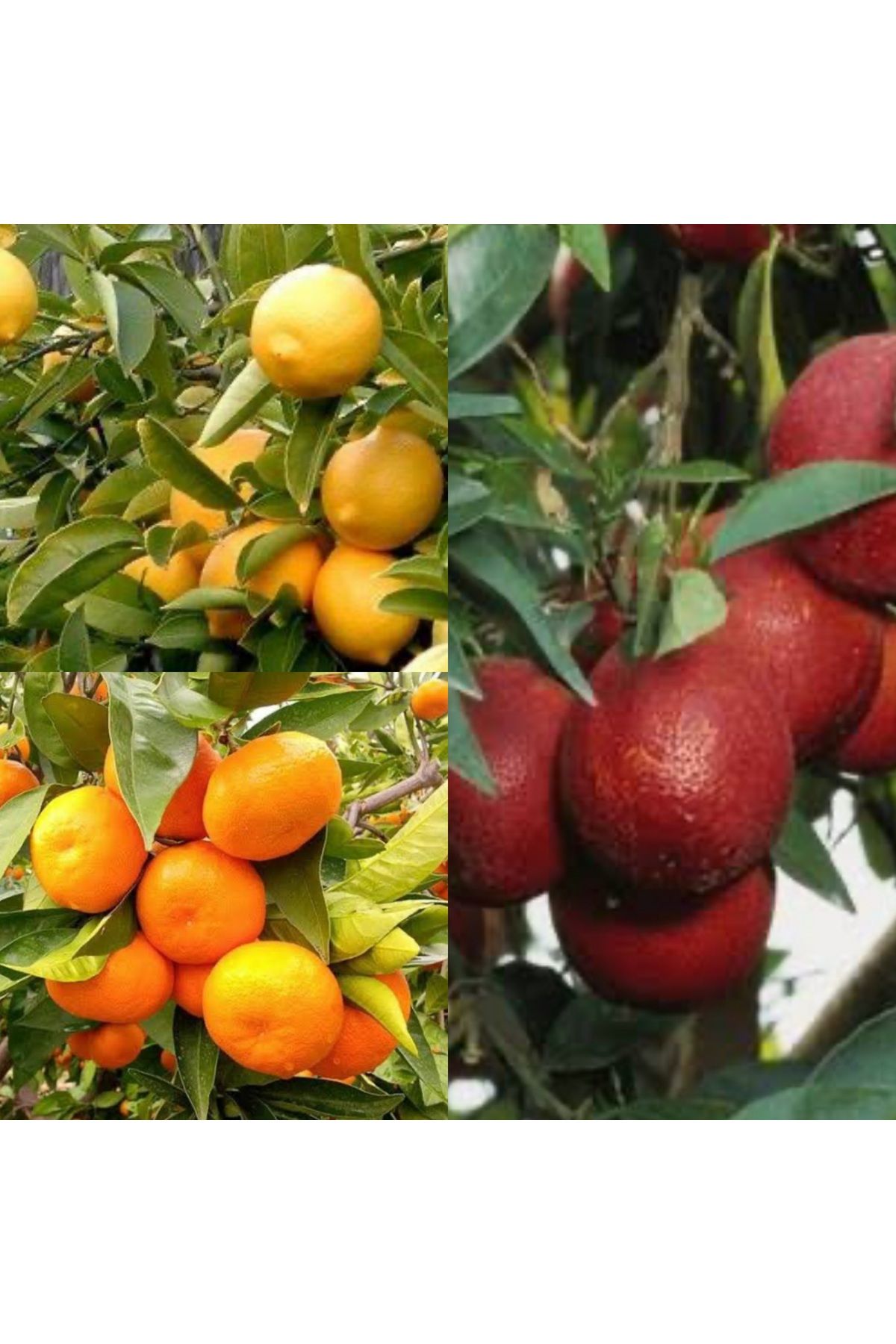 Doğan Fidancılık Kan portakalı,Limon,Mandalina 3 lü Paket Tüplü (2,3 )Yaşında (120,160) cm arası