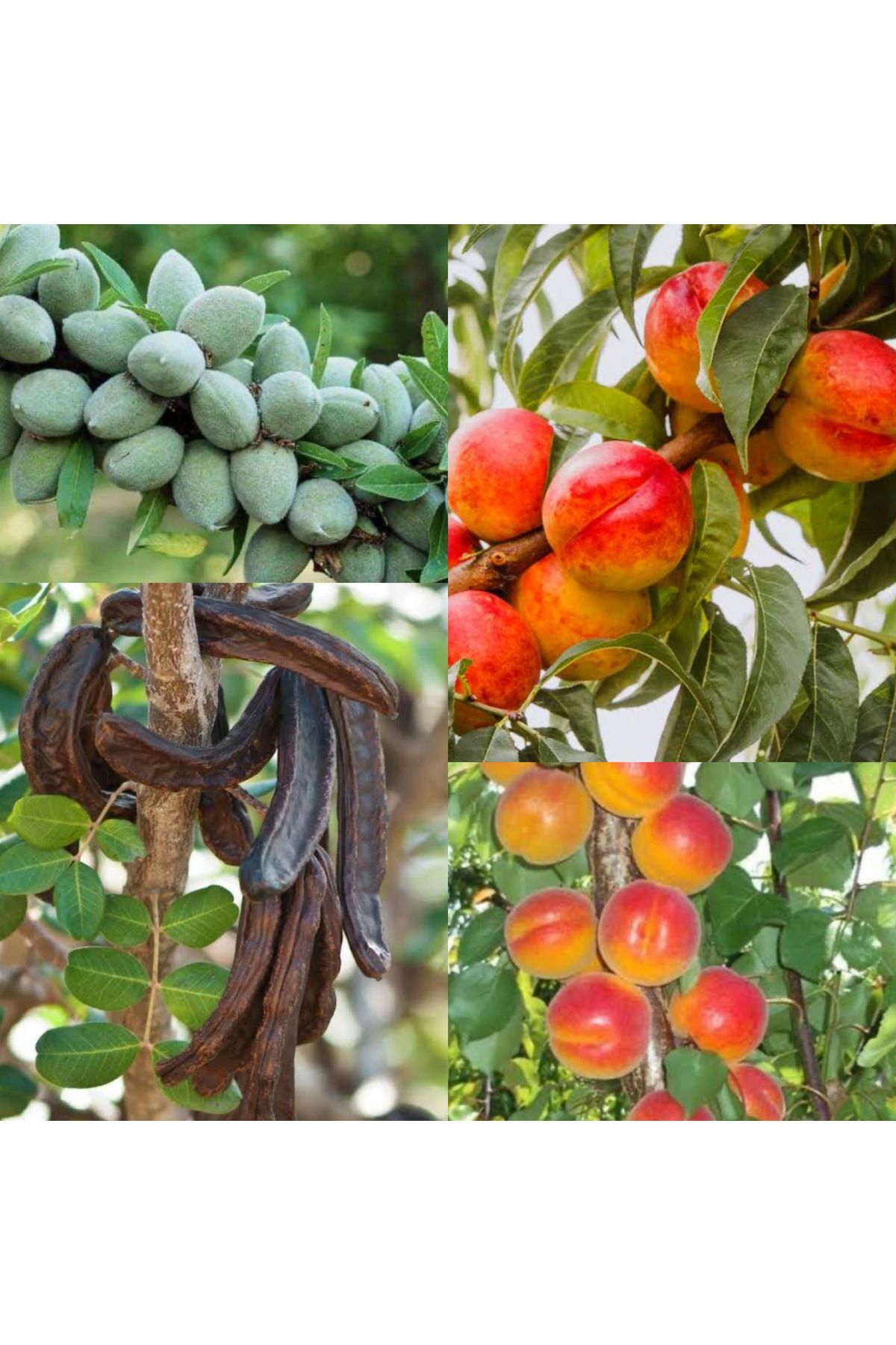 Doğan Fidancılık Badem,Nectarin,Keçiboynuzu,Kayısı 4 lü Paket( 2,3) yaşında Tüplü (120,160)cm arası