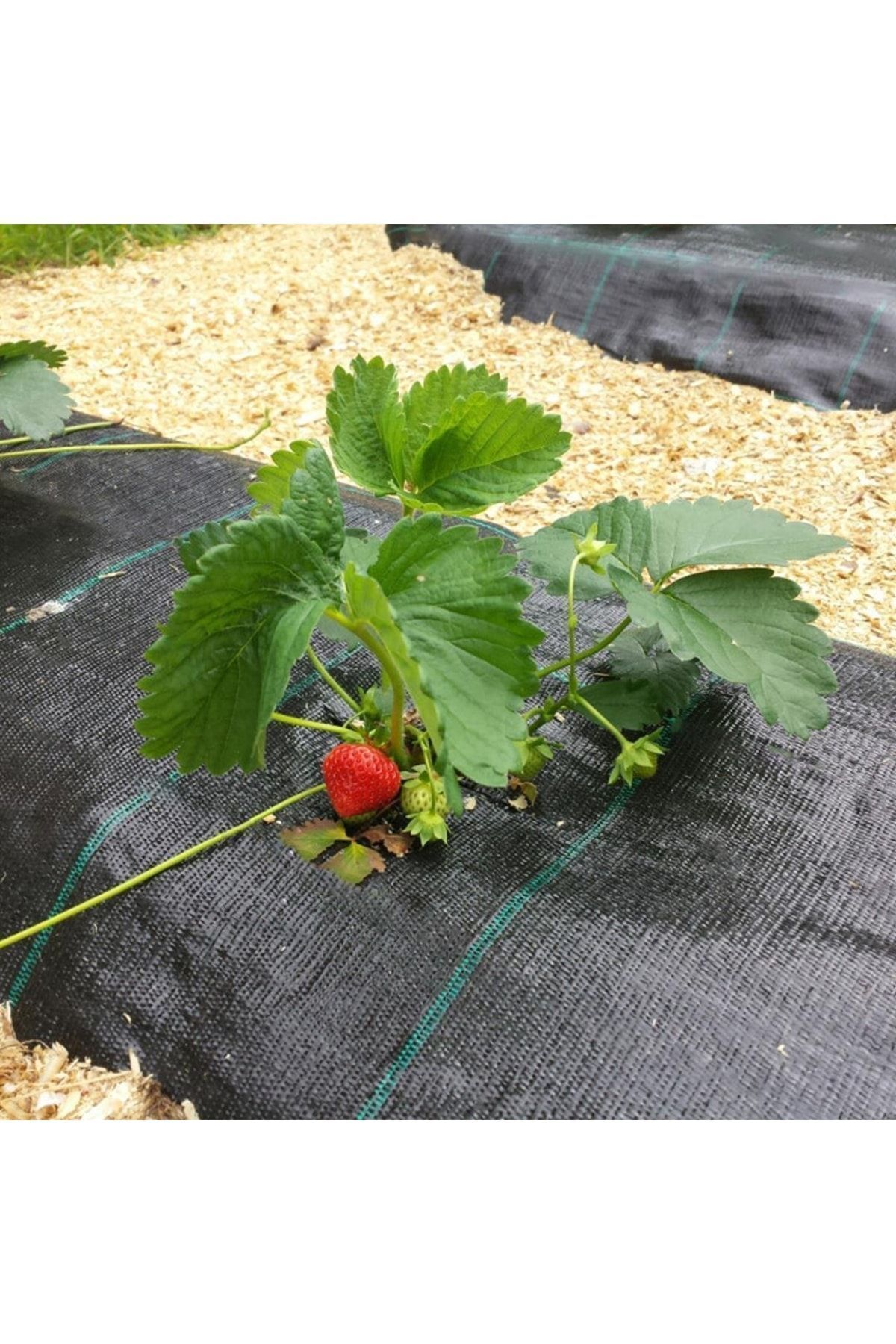 SeraTrend 1x40metre Sulzer Kumaş Sera Taban Örtüsü Jüt Blueberry Peyzaj Uygulama Örtüsü Mulch Naylonu Çilek M