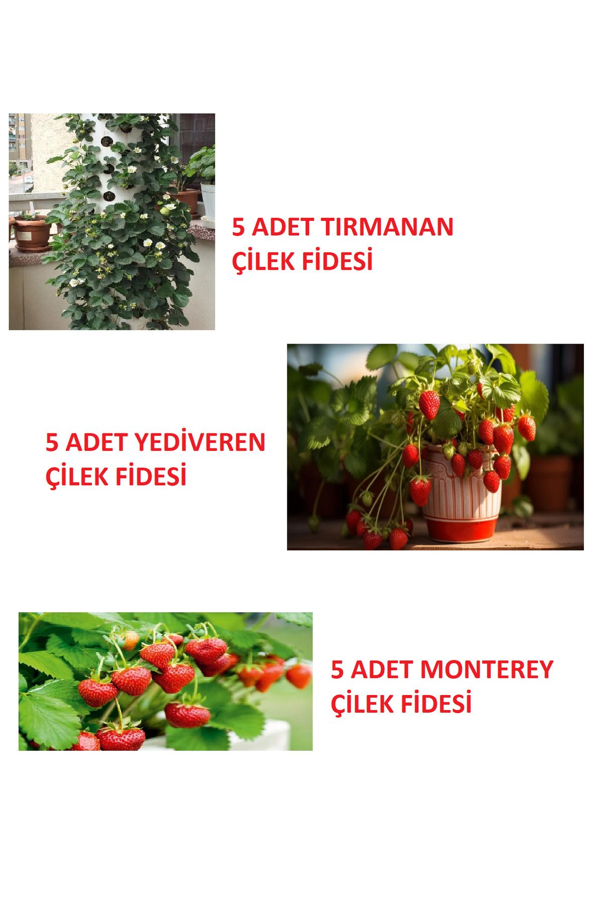Ucuzluk Diyarı 5 ADET TIRMANAN ÇİLEK 5 ADET YEDİVEREN ÇİLEK 5 ADET MONTEREY ÇİLEK FİDANI