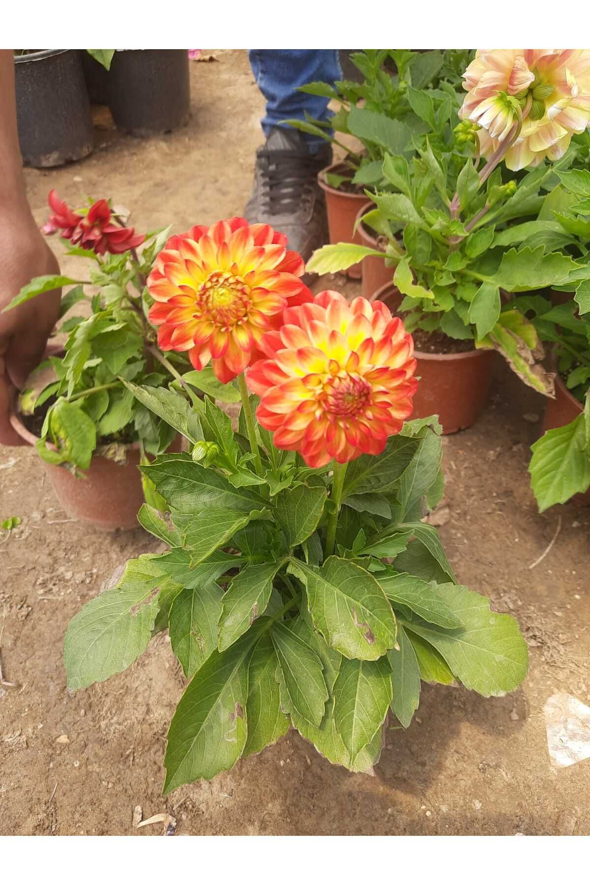 Nura Botanik Yıldız Çiçeği Dalya Bitkisi 20-40cm 1 Adet Saksılı Karışık Renk