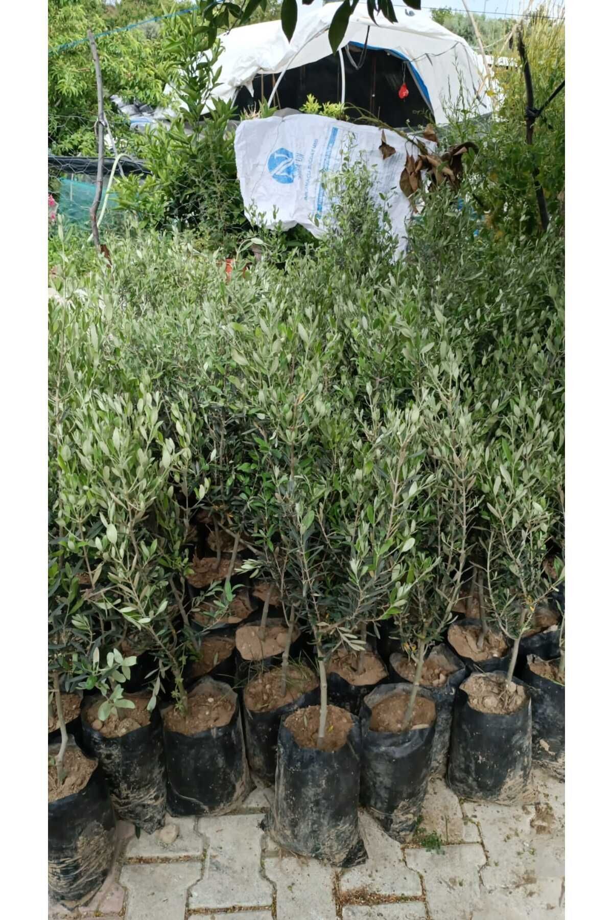 Özyurt Fidancılık TÜPLÜ HALHALI ZEYTİN FİDANI 5 YAŞ