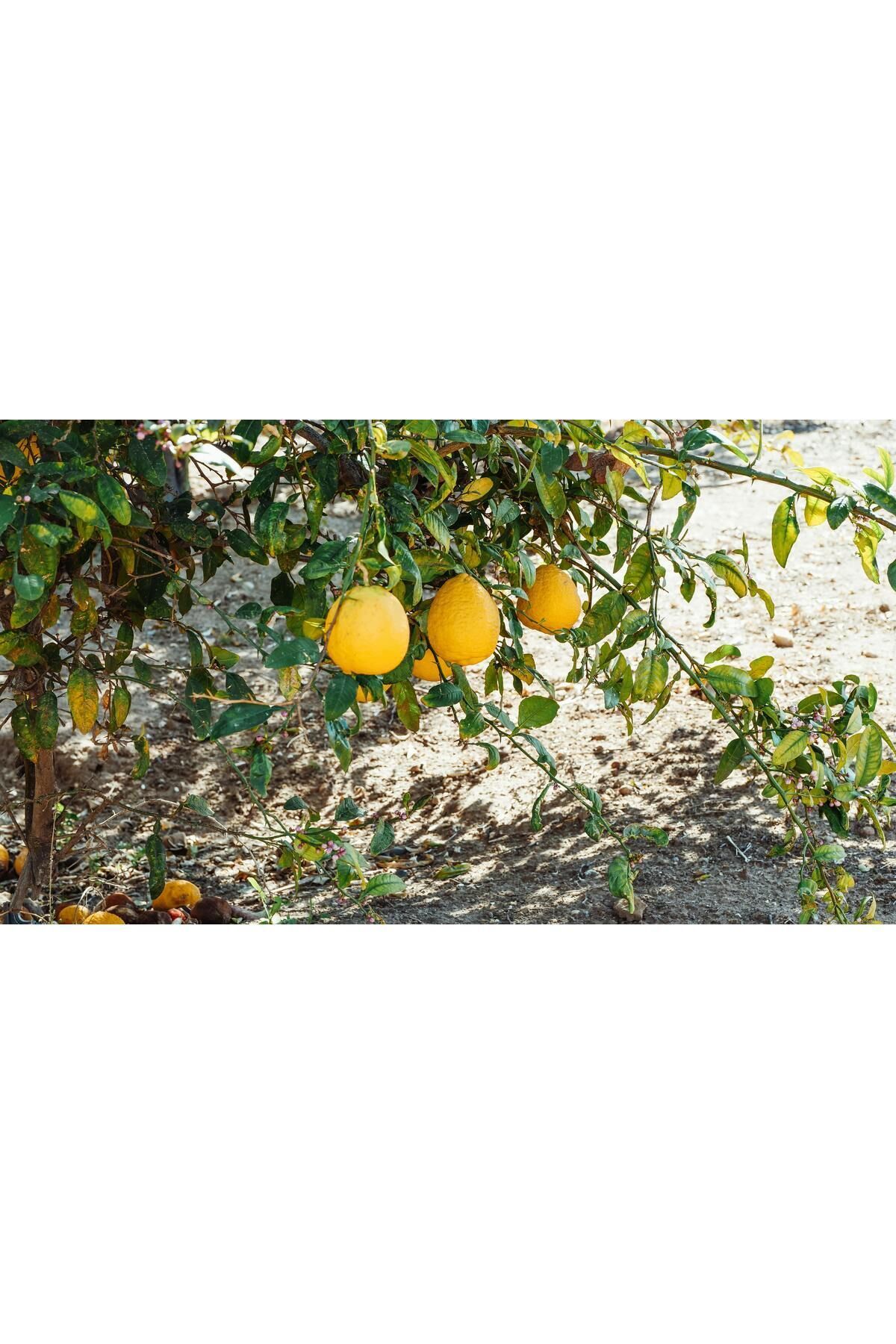 Özyurt Fidancılık TÜPLÜ AŞILI KÜTDİKEN YEDİVEREN LİMON 3 YAŞ BOY 110-130 CM SOĞUKLARA DAYANIKLI