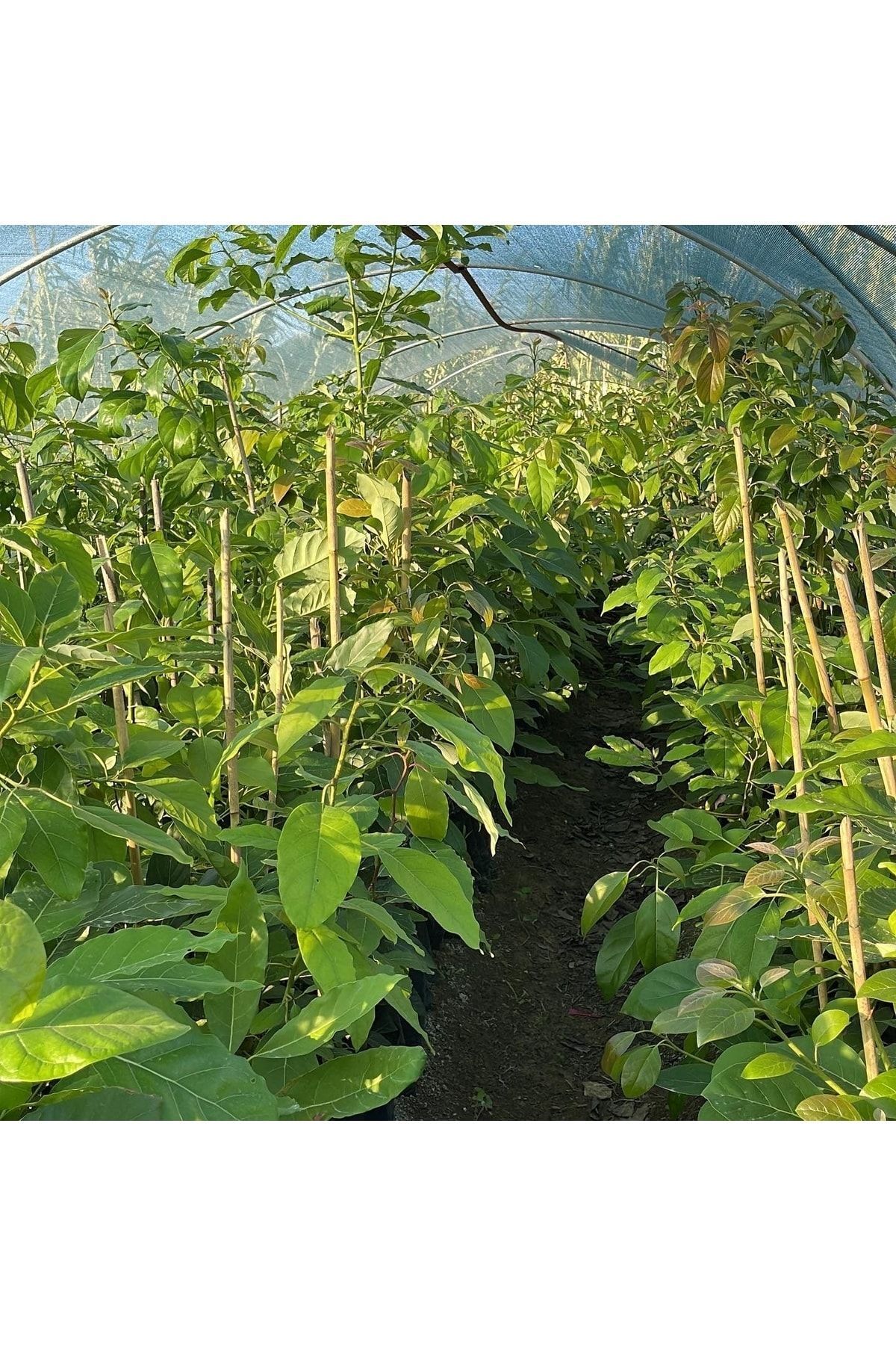 Özyurt Fidancılık Tüplü Salkım Iri Meyveli Zutano Avokado Fidanı