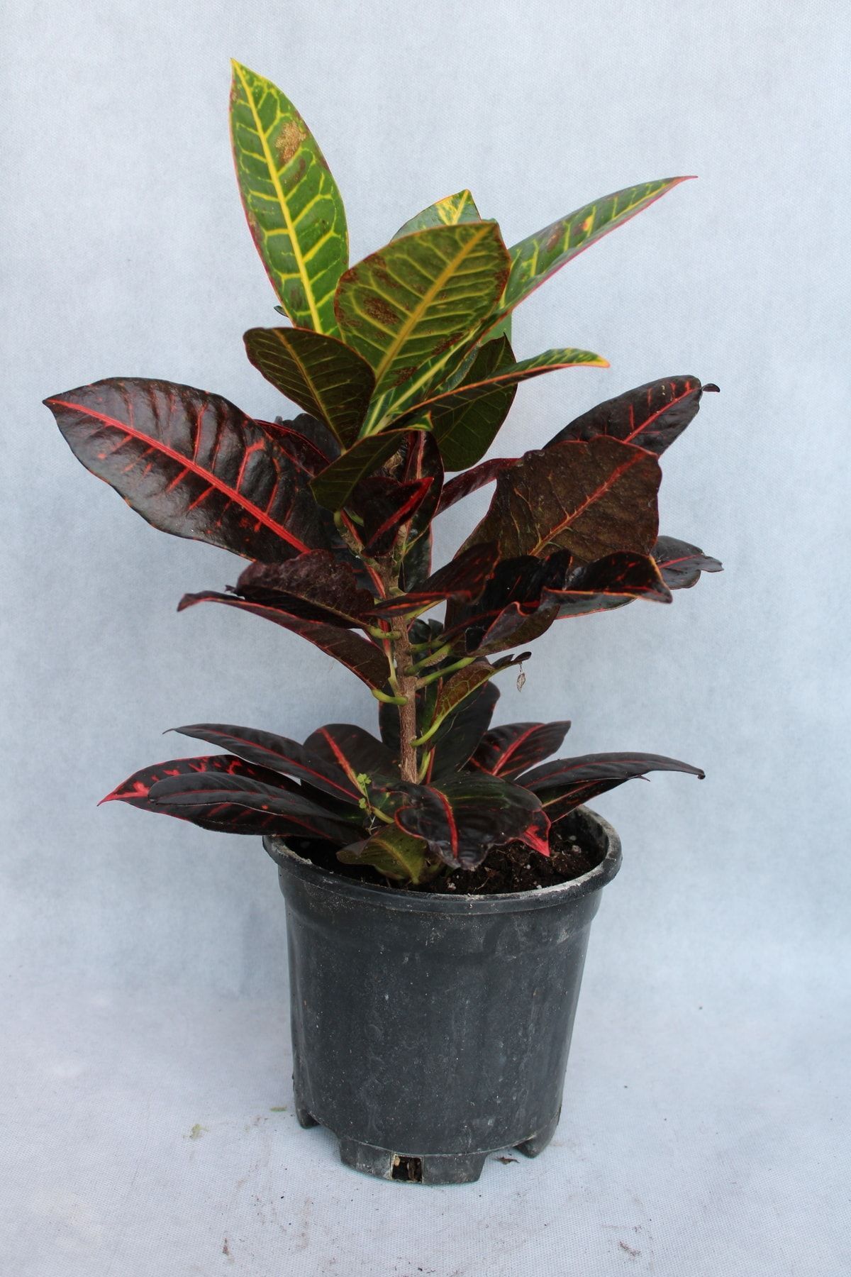 botaniksan Kraton Bitkisi 60 Cm 17 Cm Saksı Çapı
