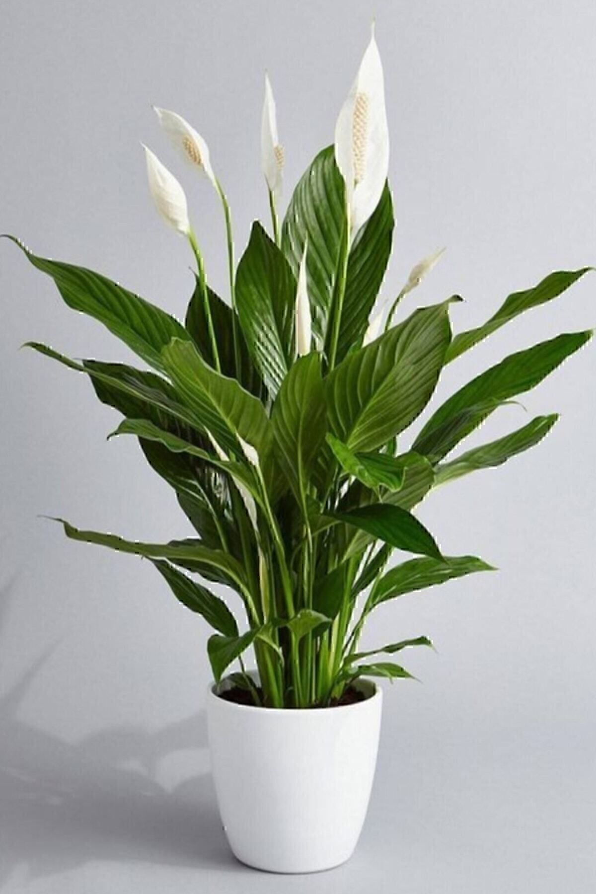 İklim Flowers Canlı Saksılı Spatıfılyum Çiçeği (barış Yelken Çiçeği)-iç Mekan,ev&ofis Bitkisi