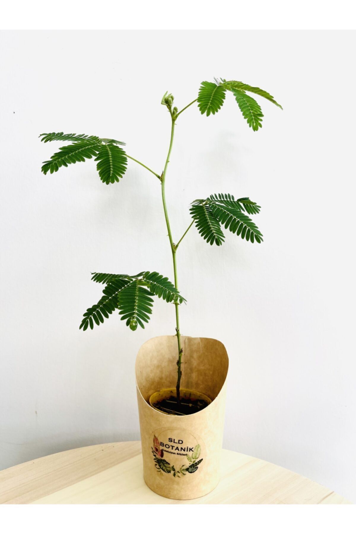 SLD BOTANIK Mimosa Pudica (küstüm Çiçeği) Canlı Bitki