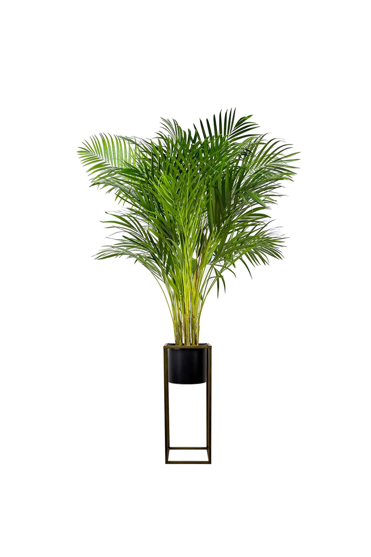 Fidanburada Areka Palmiyesi XL (Dypsis Lutescens) Gold Ayaklı Siyah Metal Saksılı