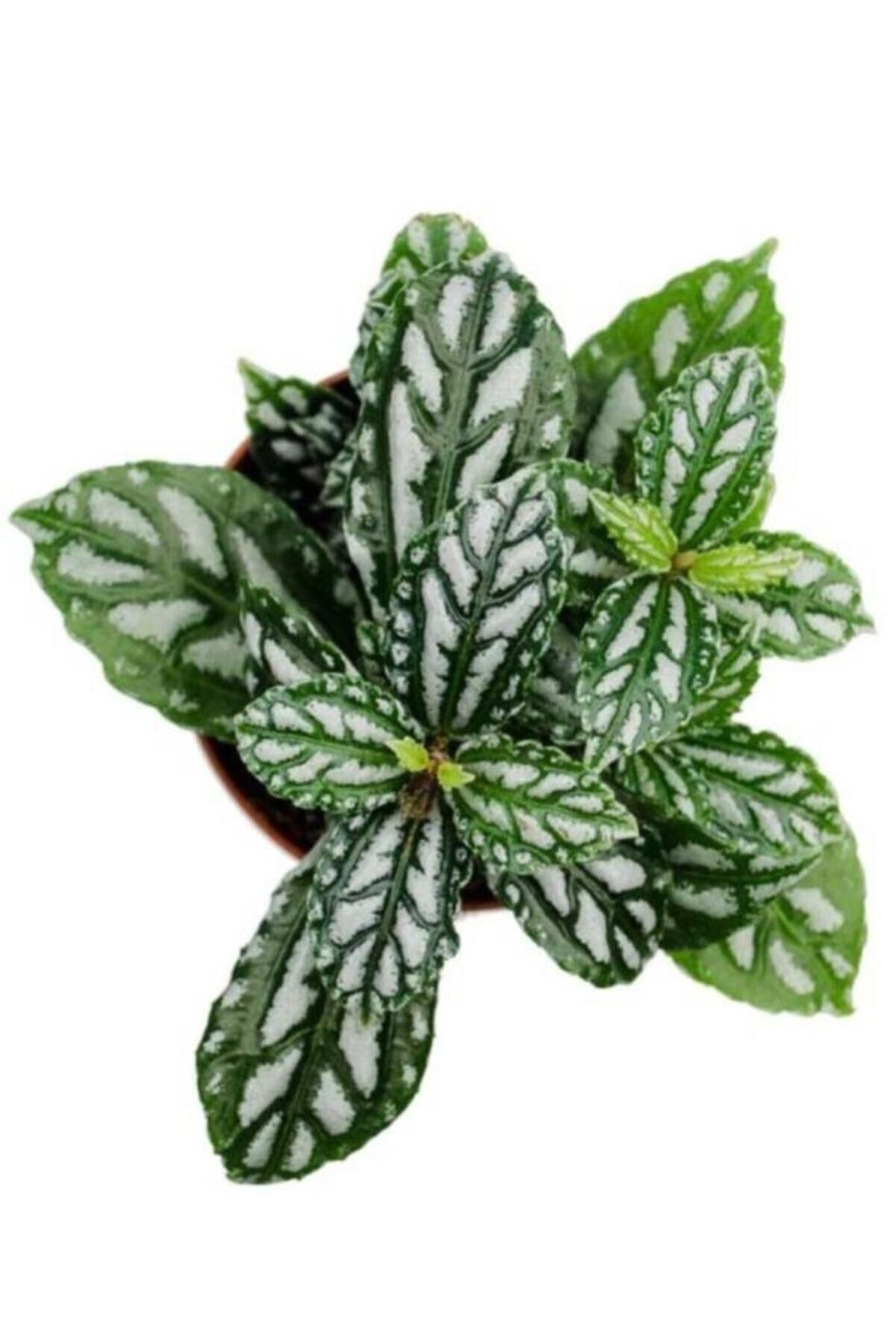 Cemre Garden Iç Mekan Bitkisi 10 Cm Pilea Cadierei Karyağdı Çiçeği