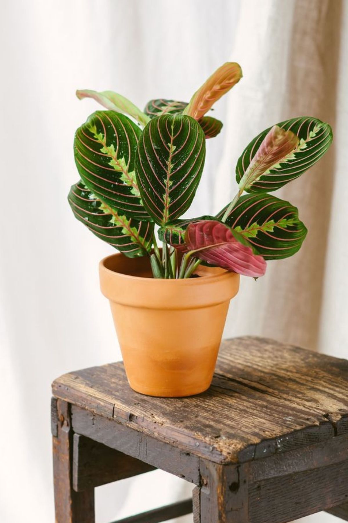 Garden Online Maranta Leuconeura Fascinator - Kalatya Maranta Dua Çiçeği Canlı Salon Bitkisi 20 - 40 cm