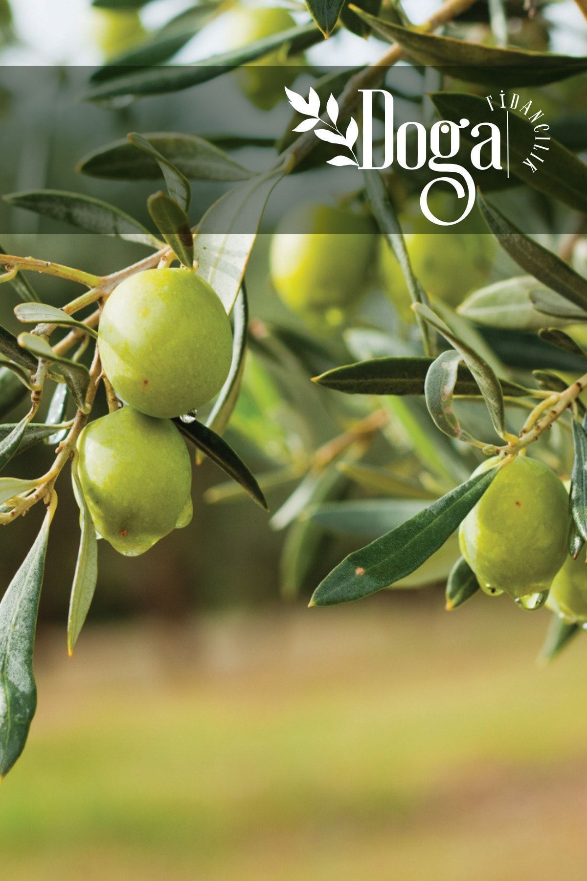 DOĞA FİDANCILIK Aşılı Gemlik Trilye Zeytin Fidanı 2 Yaş