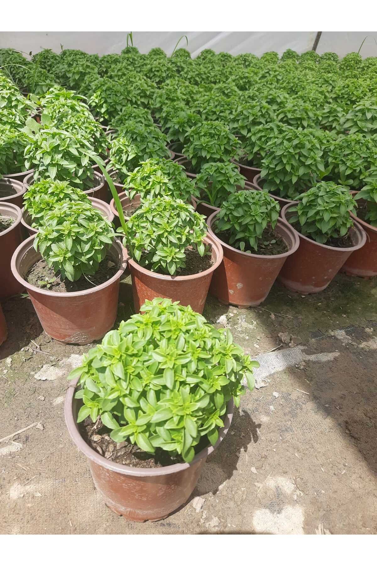 Nura Botanik Mis Kokulu Fesleğen 13luk Saksıda 1 Adet