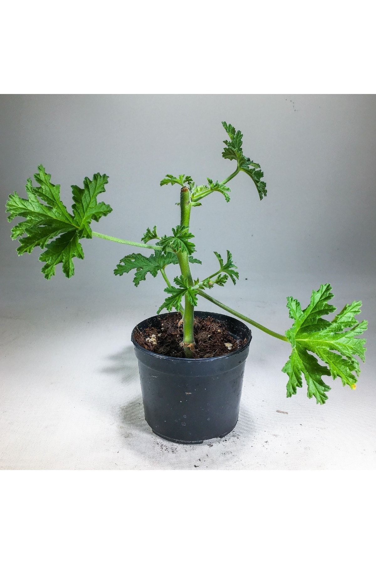 Gurme Bitki Pelargonium Graveolens - Itır Bitkisi Mis Kokulu (8.5 Cm Saksıda)