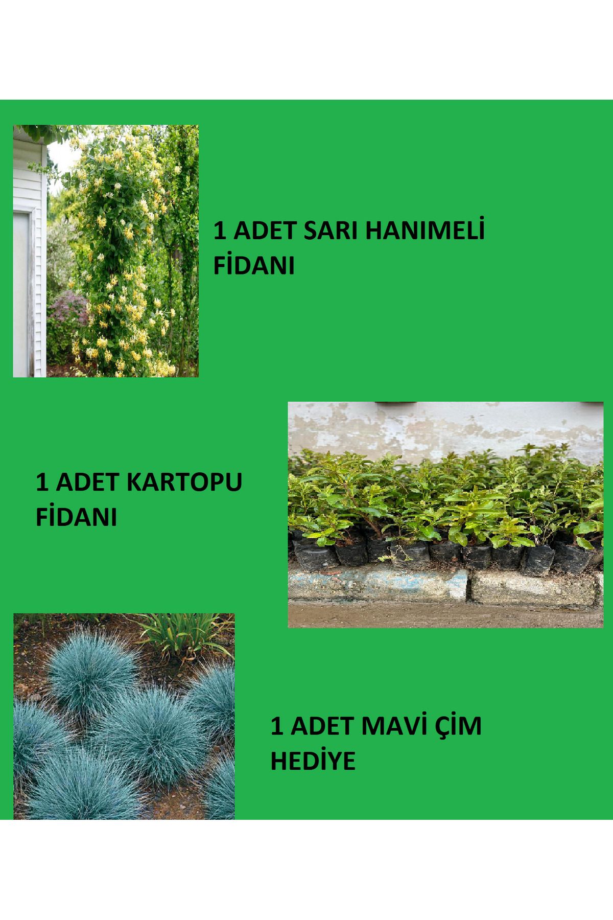 Ucuzluk Diyarı 1 HANIMELİ FİDANI 1 KARTOPU FİDANI ALANA 1 MAVİ ÇİM HEDİYE
