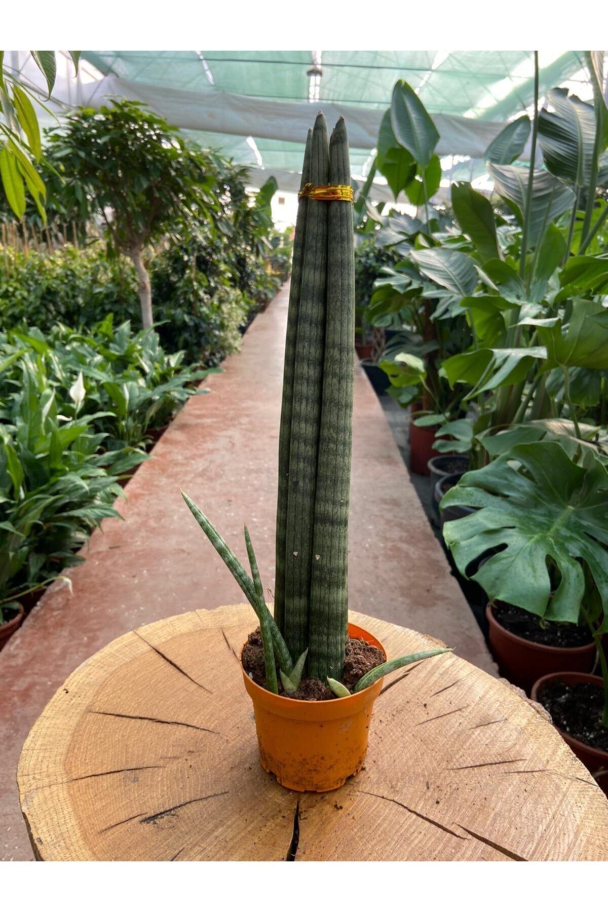 Taha Çiçekcilik Sansevieria Cylindrica Paşa Kılıcı 38-42 Cm