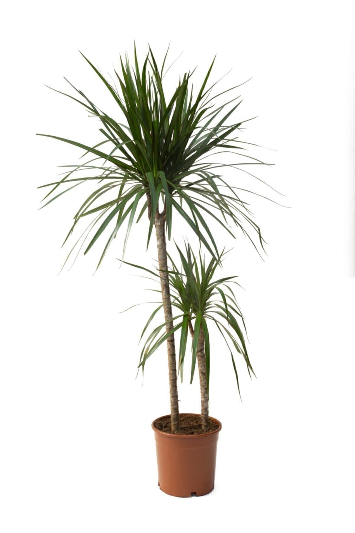 KAMONDO TOHUM Dracena Marginata Bitkisi - Madagaskar Dragon Ağacı 2'li 90-110 Cm