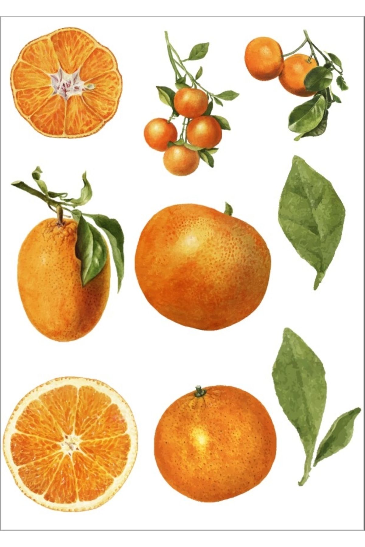 Reysa Tasarım Portakal Sticker Set