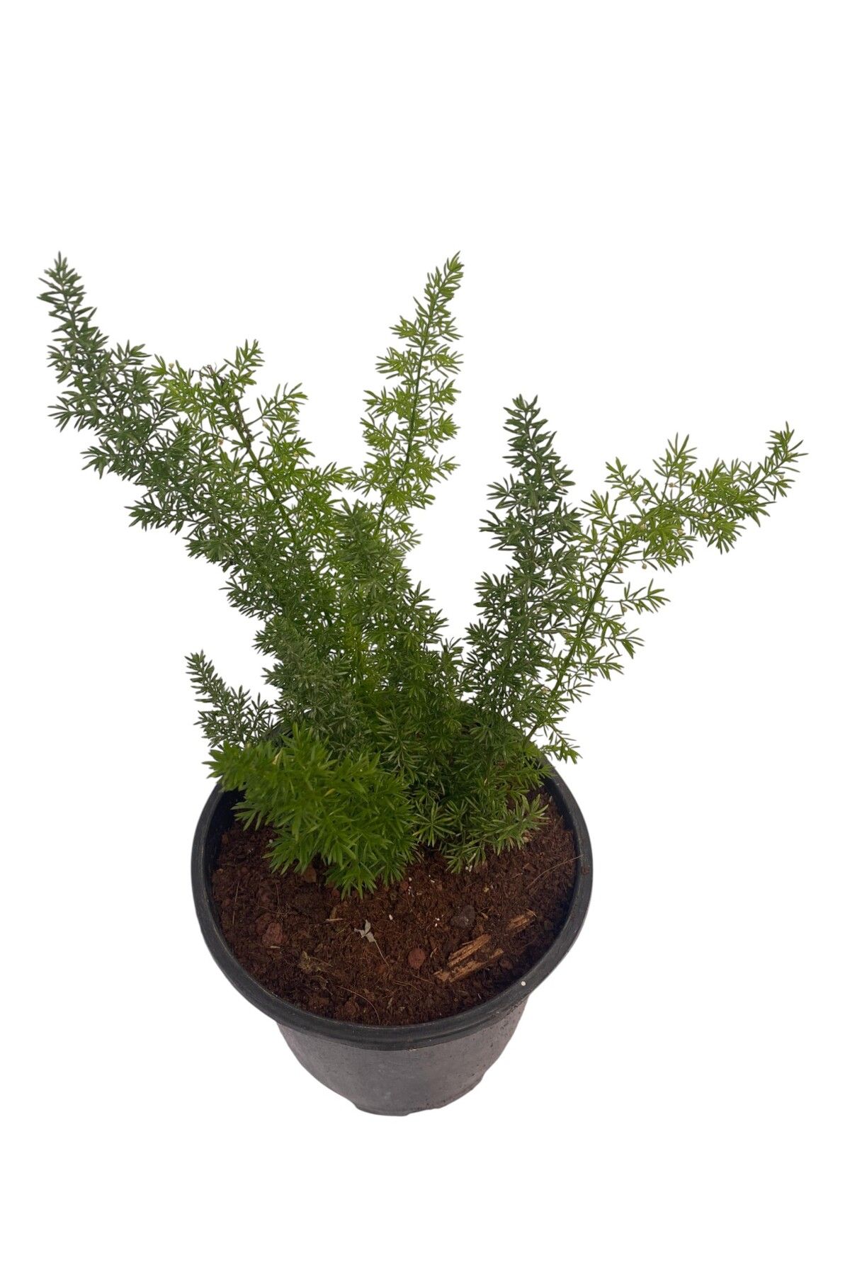Nura Botanik Tilki Kuyruğu /Asparagus Densiflorus