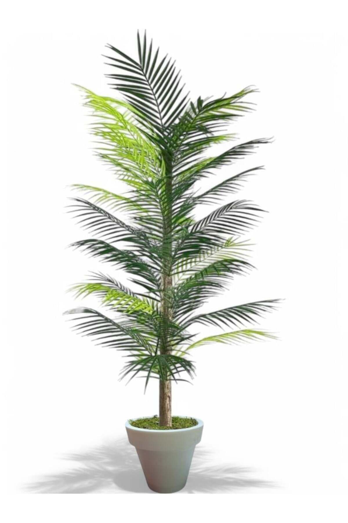 florayapaycicekcom 160 cm yapay palmiye arekası 36 yaprak beyaz plastik saksı