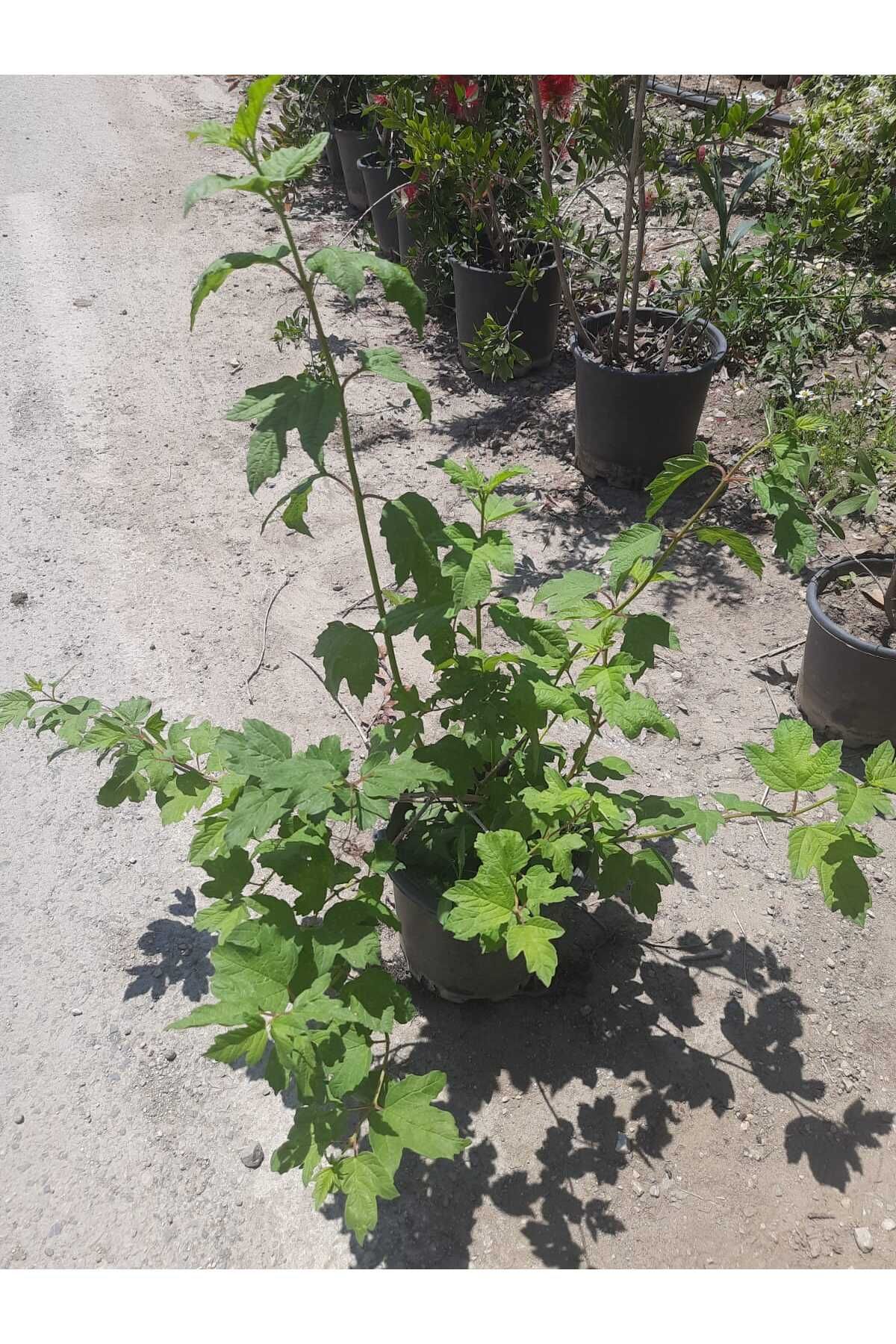 Nura Botanik Çınar Kartopu Çiçeği 60-90cm
