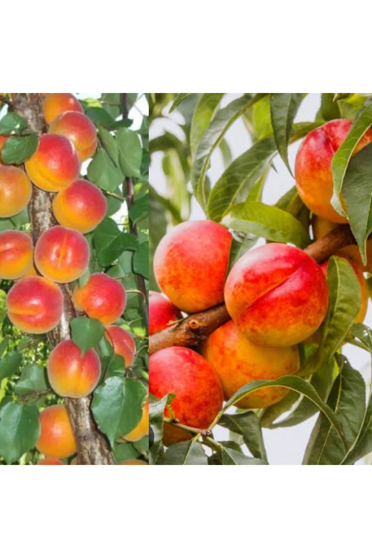 Doğan Fidancılık Kayısı Nectarin 2 li paket Tüplü 2,3 Yaşında (120,150) cm arası