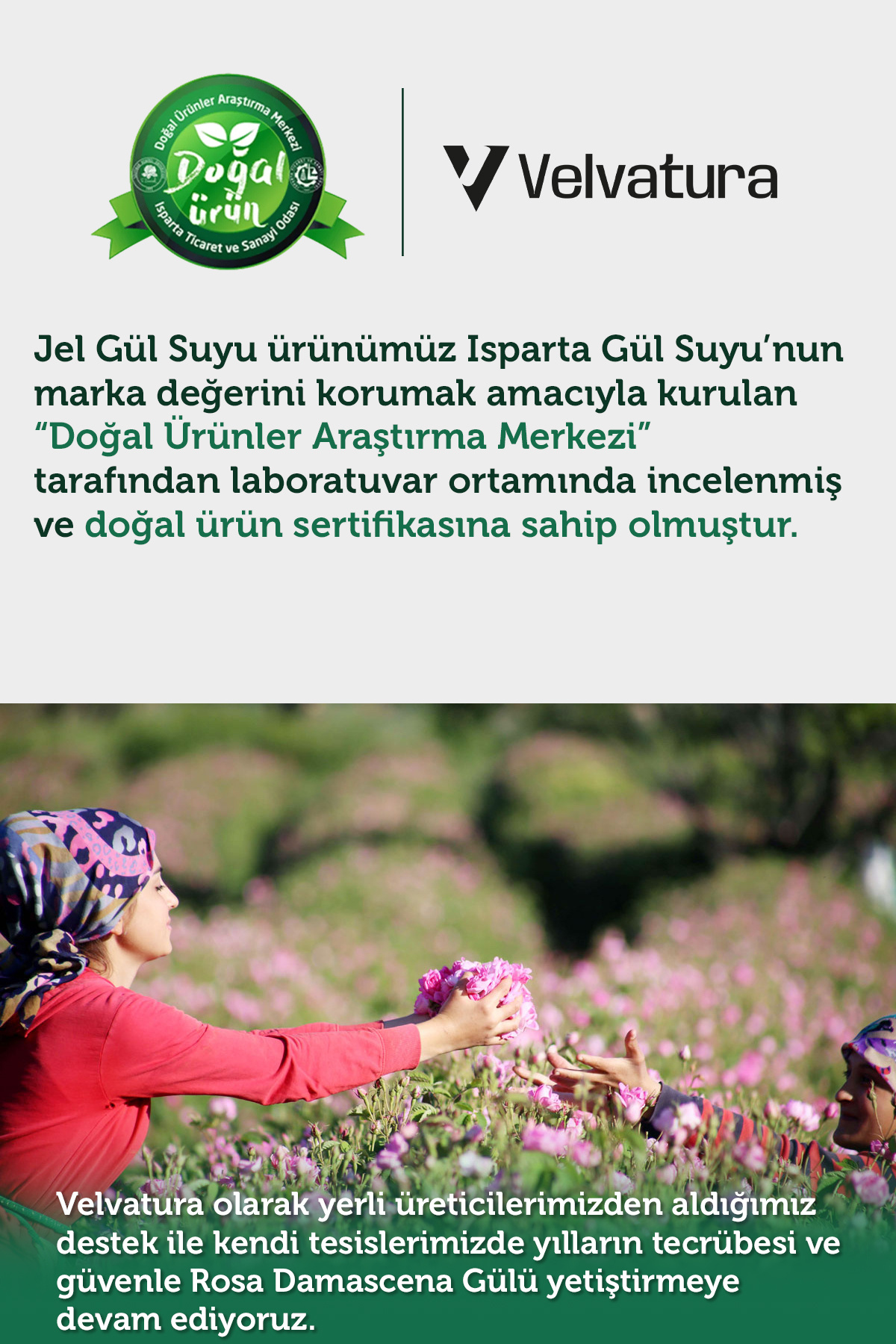Jel Gül Suyu %100 Doğal Gül Suyu Nemlendirici Ve Yumuşatıcı Saf Gül Suyu Arındırıcı 100 ml — jelgulsuyu — تصویر 6 از 8