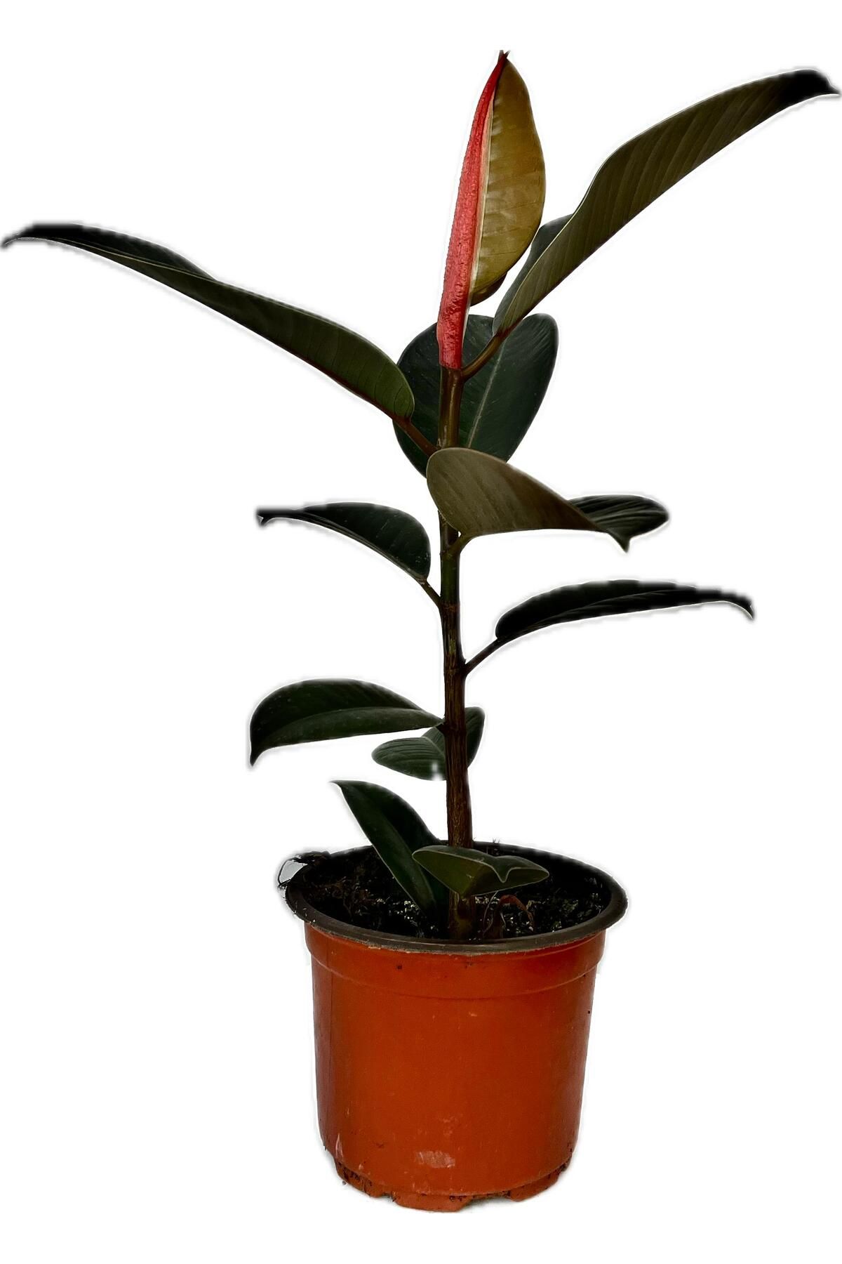 NO BRAND Kauçuk Bitkisi (Ficus Elastica) –Canlı Salon Bitkisi | Hava Temizleyici & Dekoratif İç Mekan Çiçeği