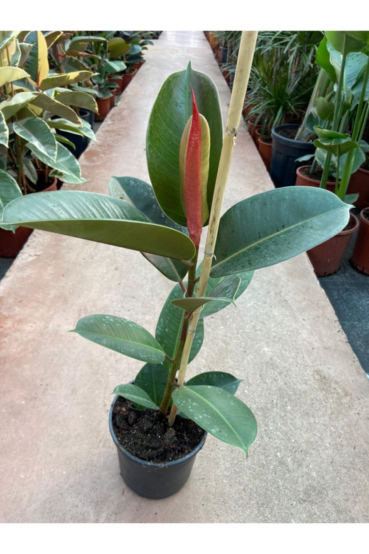 Taha Çiçekcilik Tek Gövdeli Yeşil Kauçuk Ficus Robusto 100 Cm