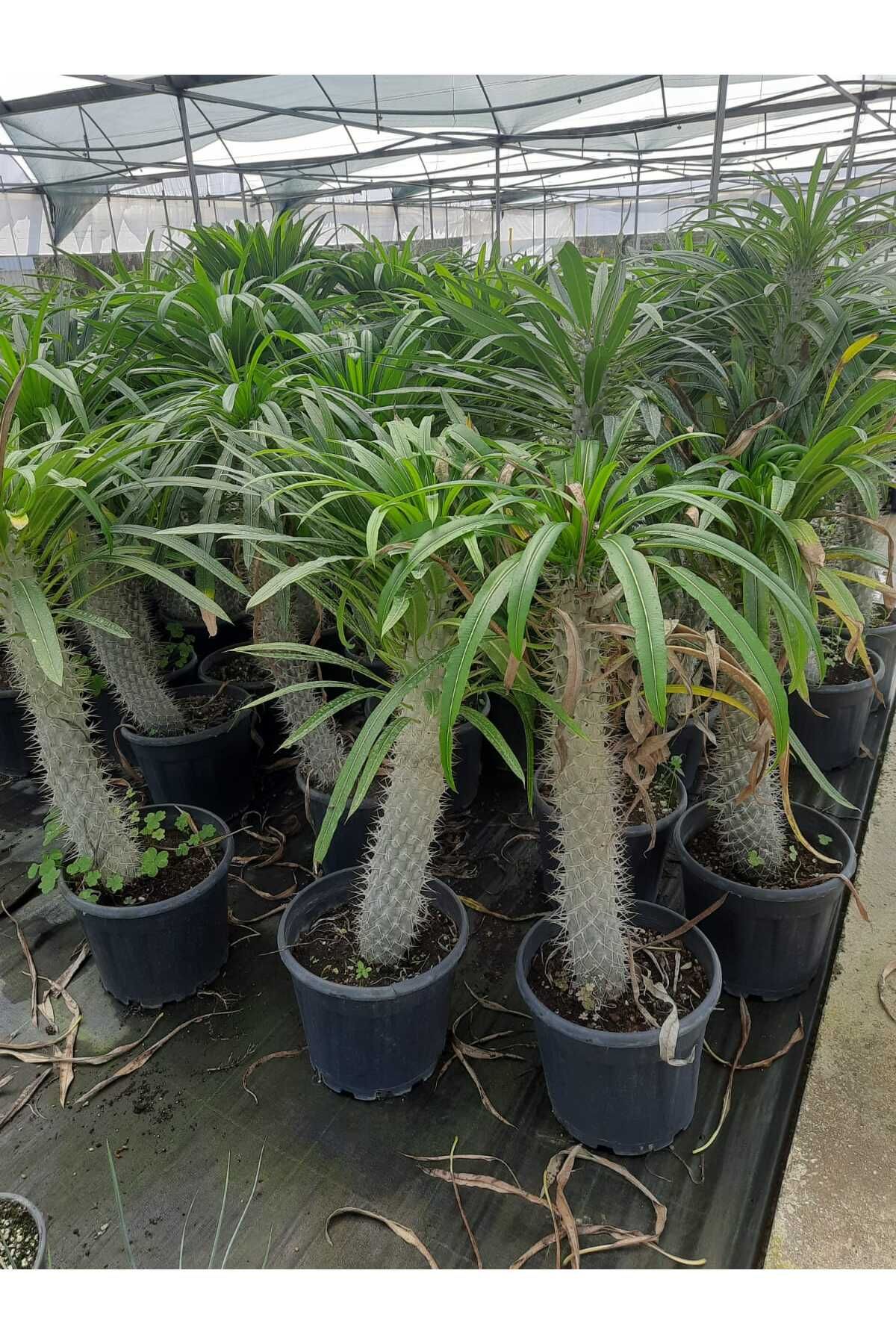 Nura Botanik Madagasgar Palmiyesi 20-30cm 1 Adet
