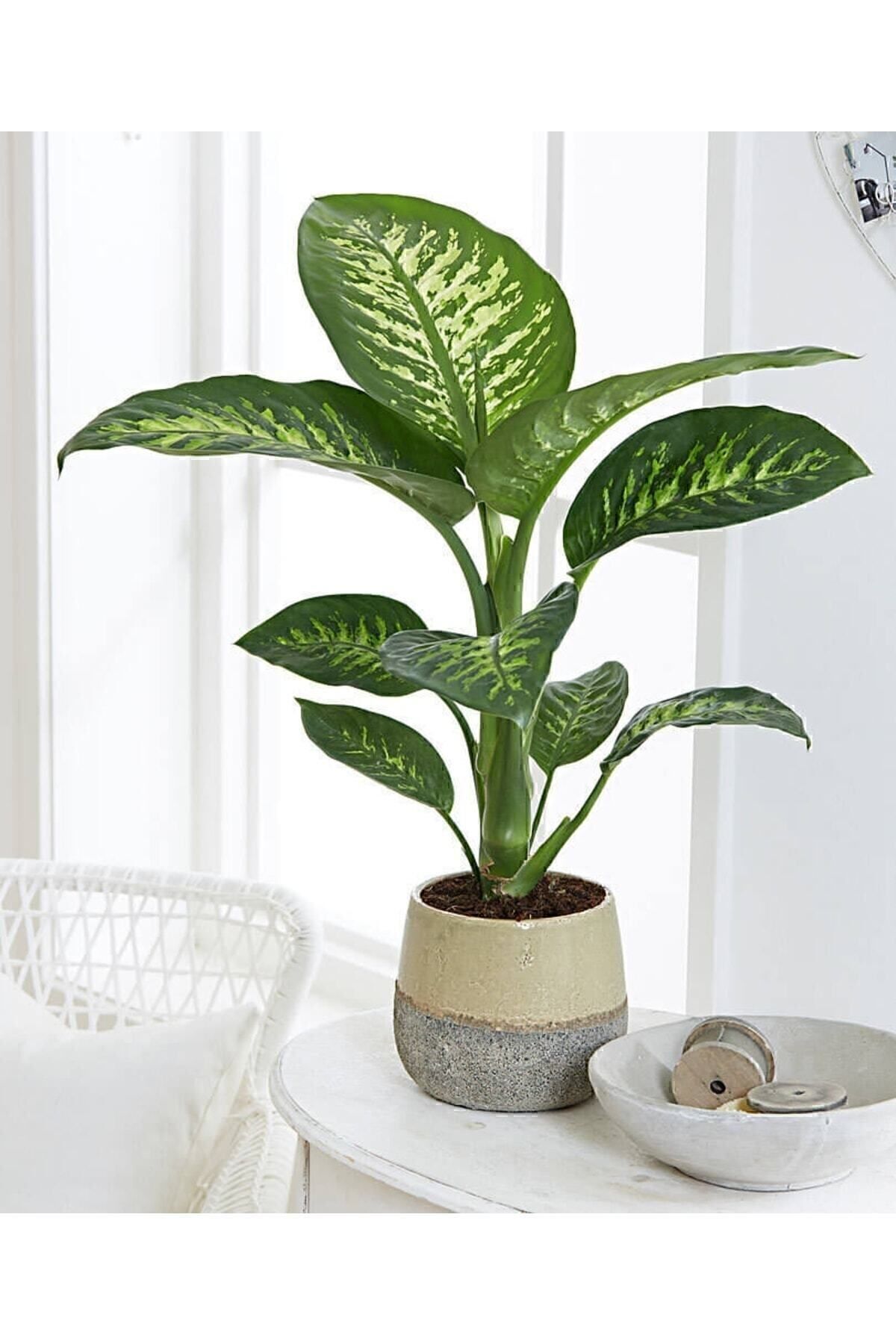 GoldLotus Dieffenbachia - Difenbahya Tropic Snow 40-50 Cm Boyunda Üretim Saksısında
