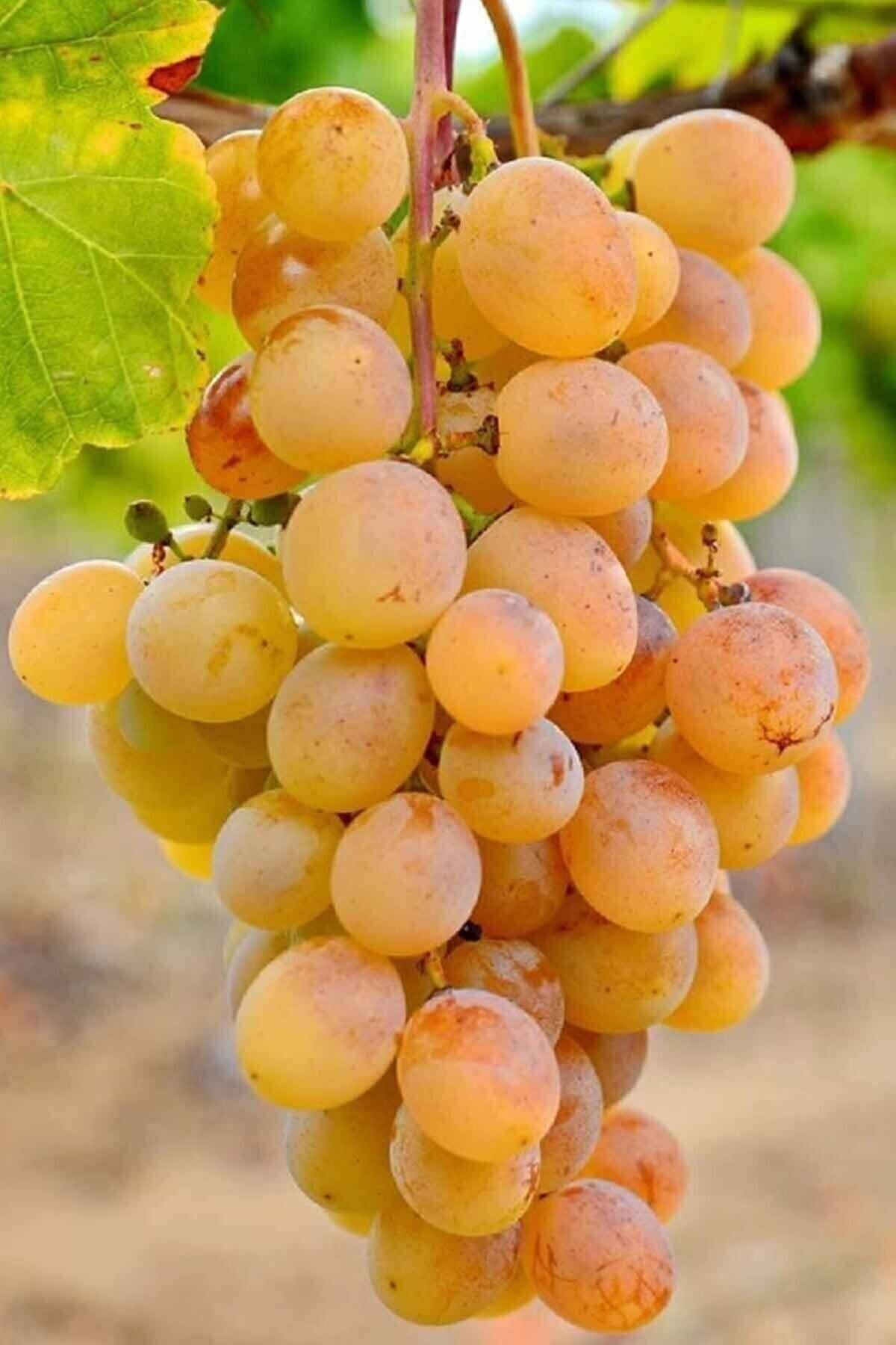 KöyFidan Ata Sarısı Üzüm Fidanı Tüplü 20 – 30 Cm