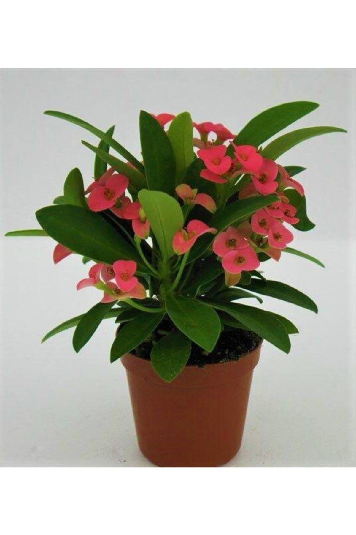 Aysima Çiçekevi Euphorbia Milii,,dikenler Tacı Pembe Renk Ithal Kaktüs Ev Ofis Iç Mekan Bitkisi 12 Cm Büyük Saksıda