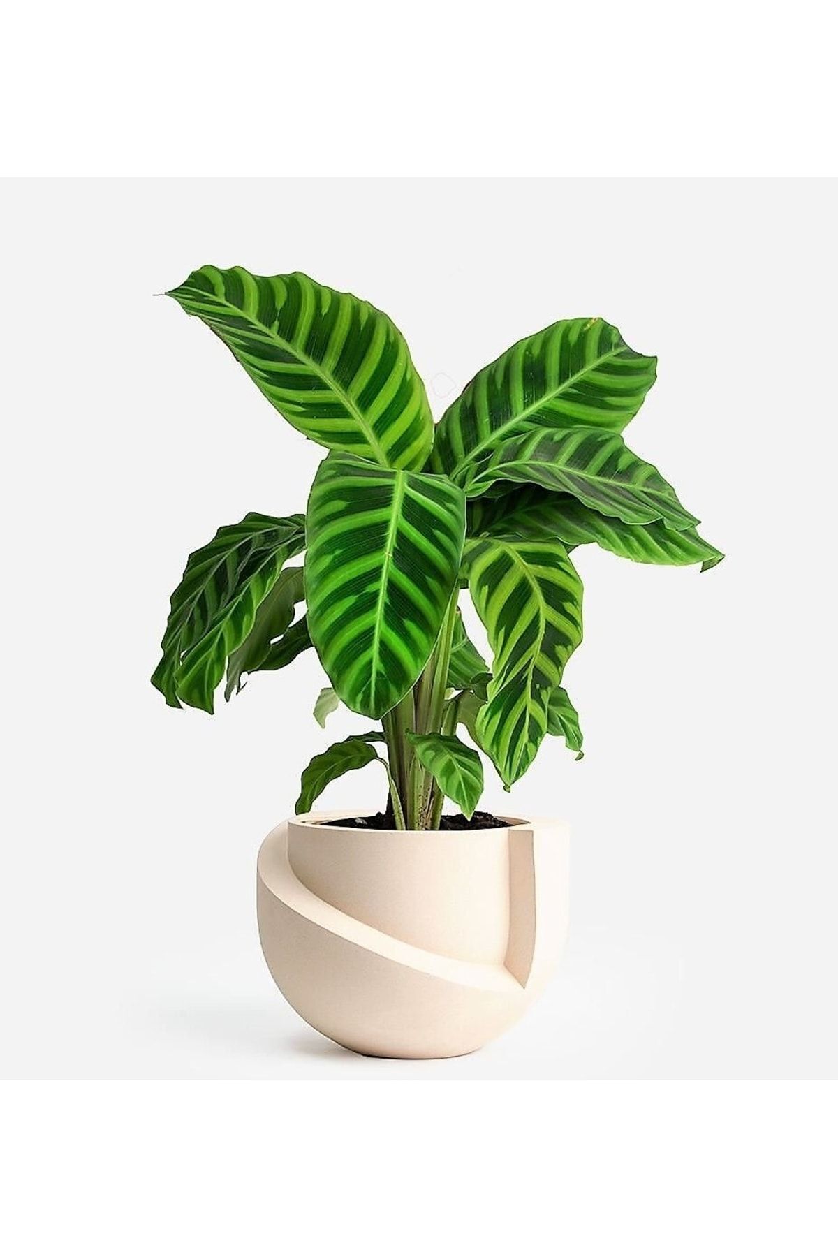 Aysima Çiçekevi Calathea Zebrina Dua Çiçeği Canlı Saksıda Ev Ofis Salon Bitkisi