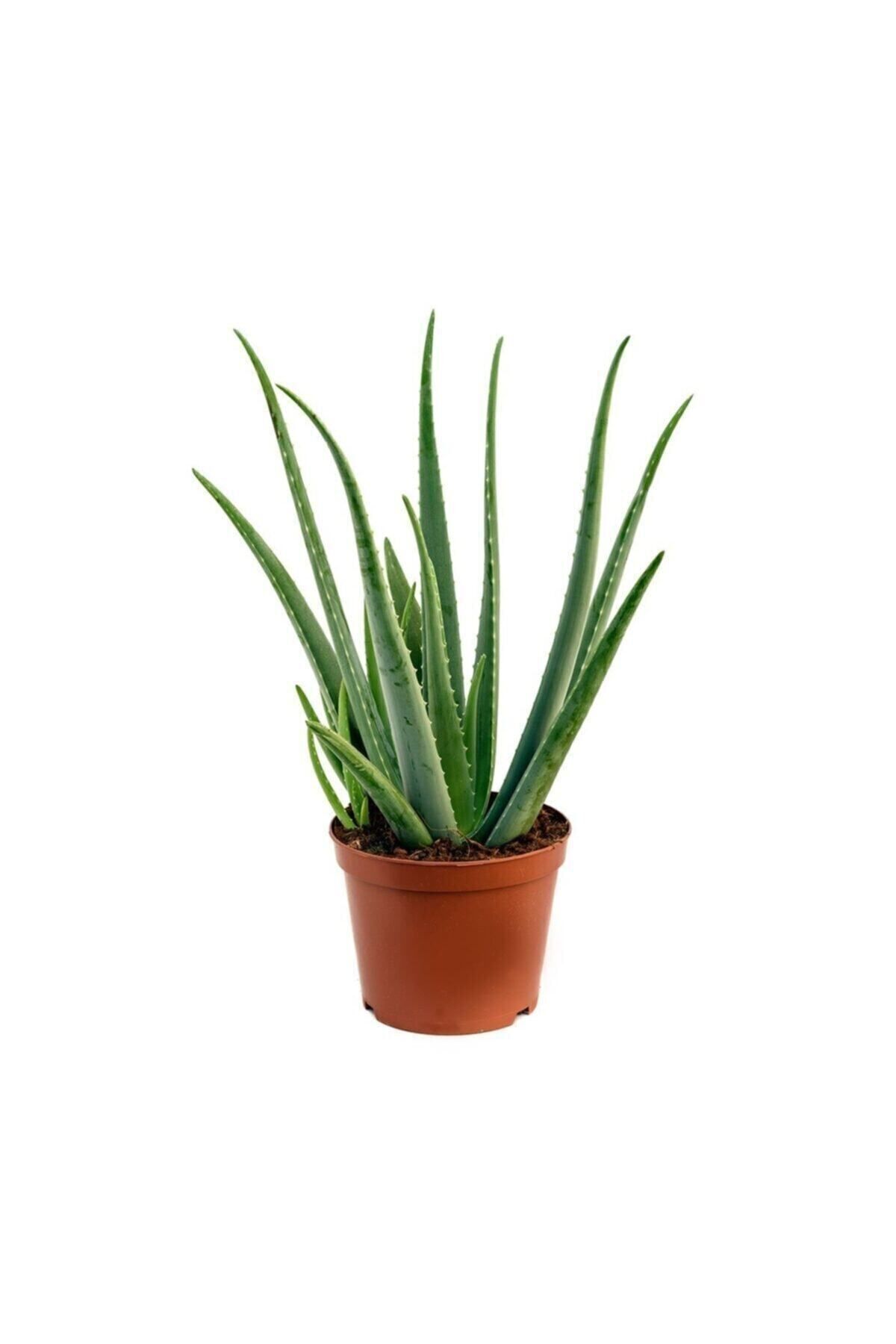 OSKARYUM Aloe Vera Bitkisi 25-30 Cm