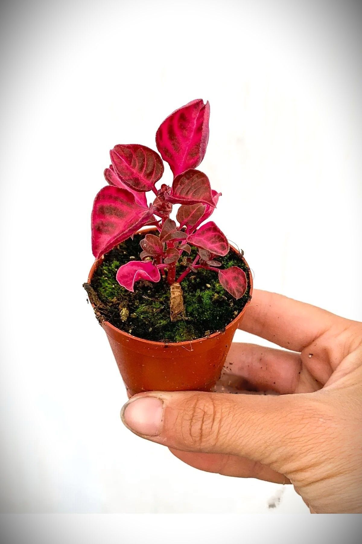 Cemre Garden Iresine Herbstii Purple - Mor Çingene Şalvarı Mini - Ev Ofis Salon İç Mekan Bitkisi - 10 Cm