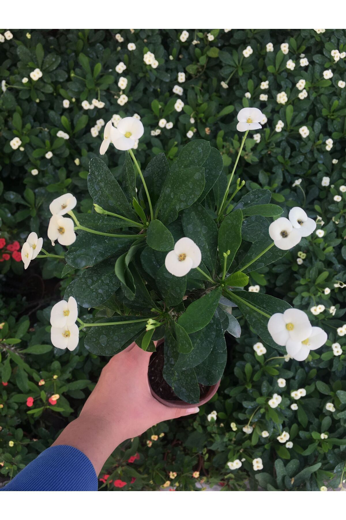 MASAL GARDEN BEYAZ DİKENLER TACI