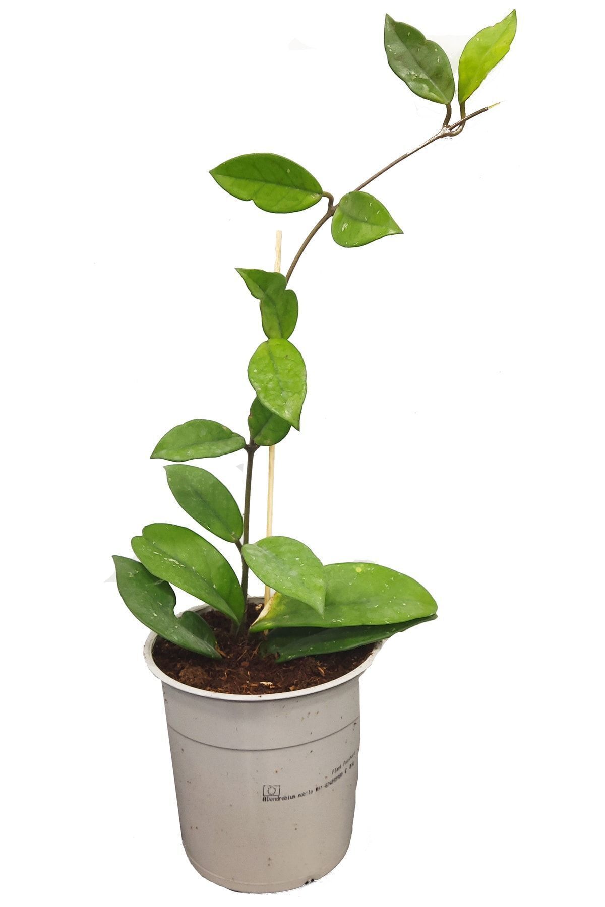 siyahgulcom Mum Çiçeği Hoya Carnosa 40 Cm