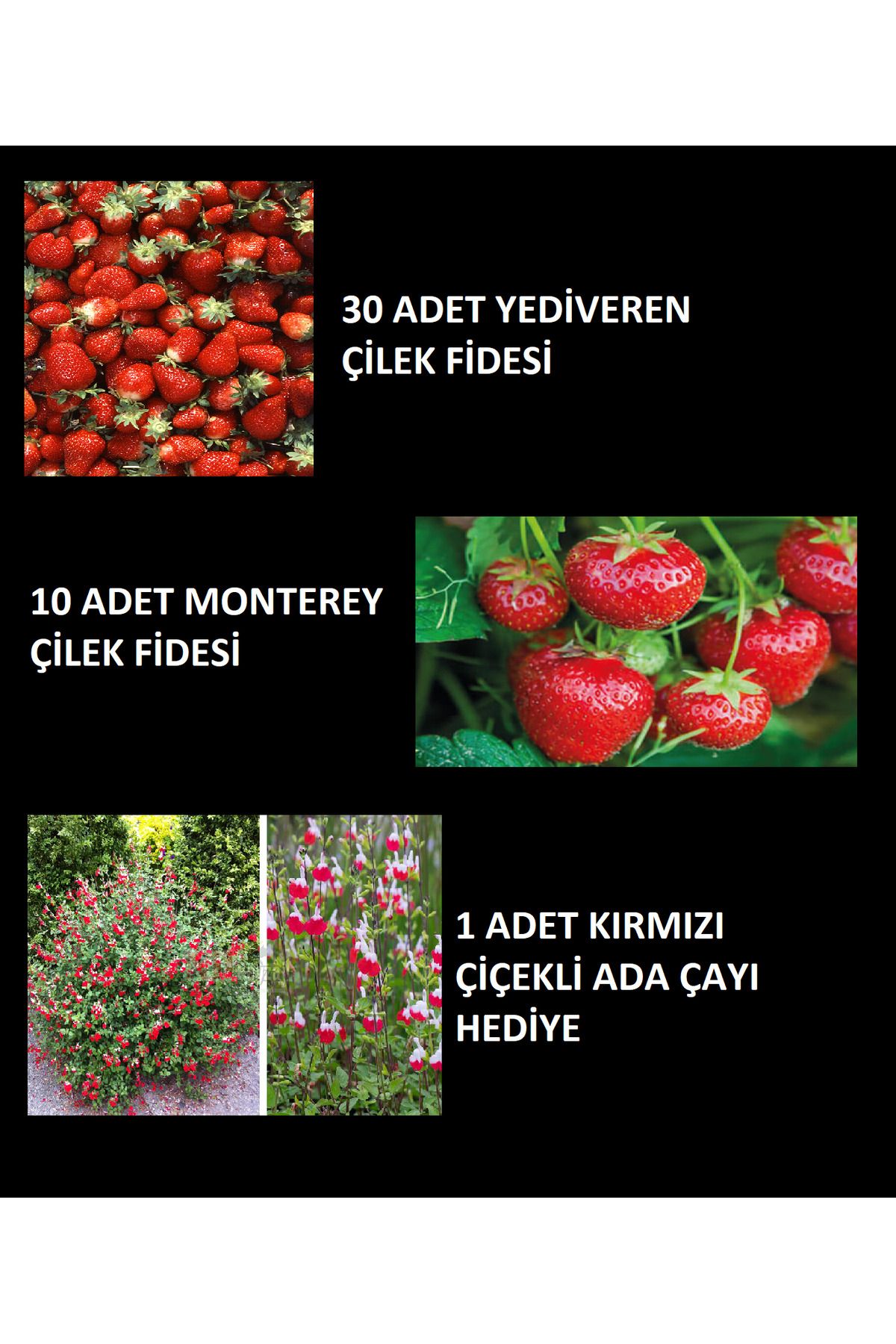 Ucuzluk Diyarı 30 YEDİVEREN ÇİLEK 10 MONTEREY ÇİLEK 1 ADET KIRMIZI SÜS ADA ÇAYI HEDİYE