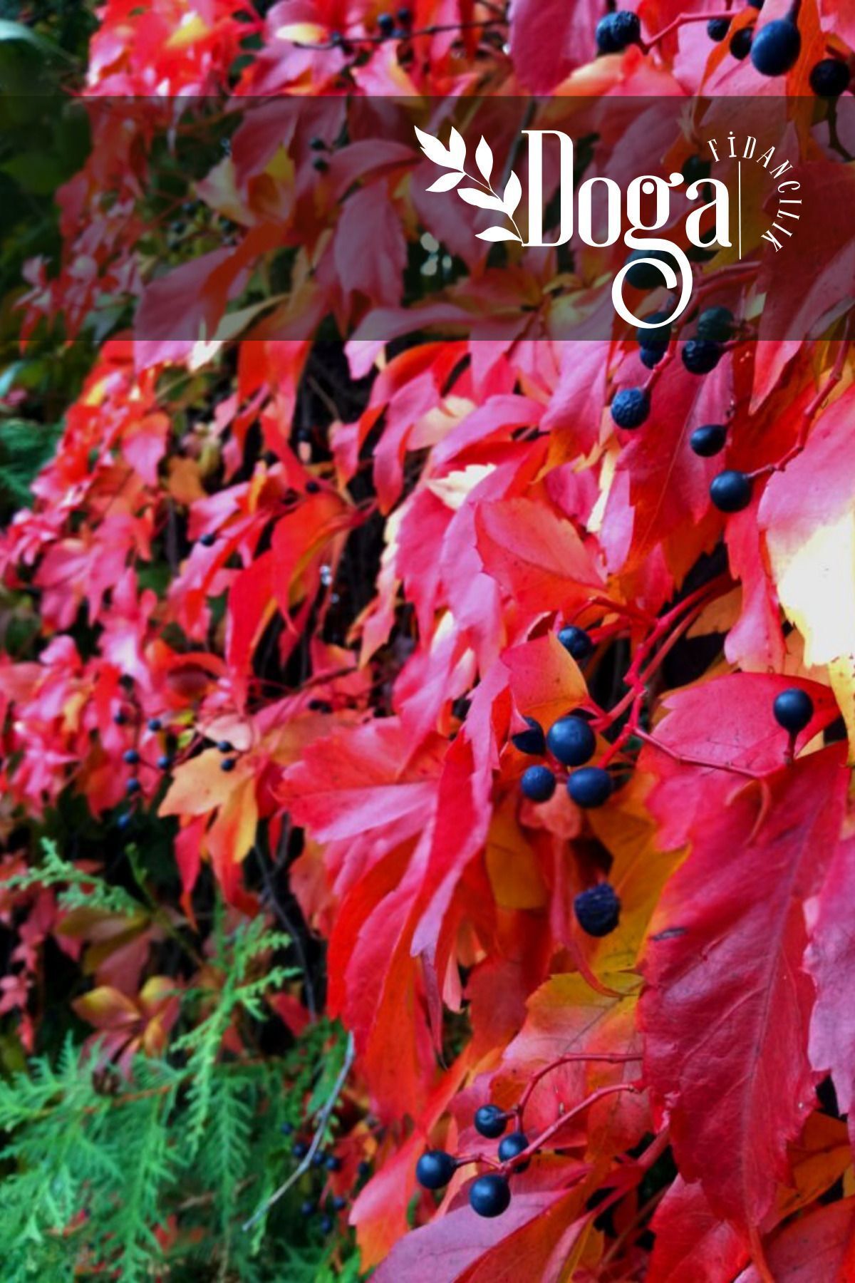 DOĞA FİDANCILIK Amerikan Sarmaşığı Fidanı Çit Bitkisi 80 - 90 Cm