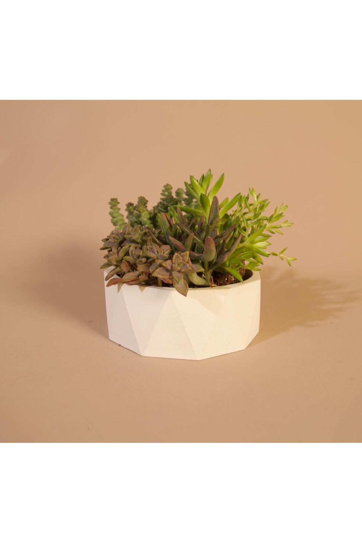 Lea Concept Geoliva Mini Beton Saksı Beyaz