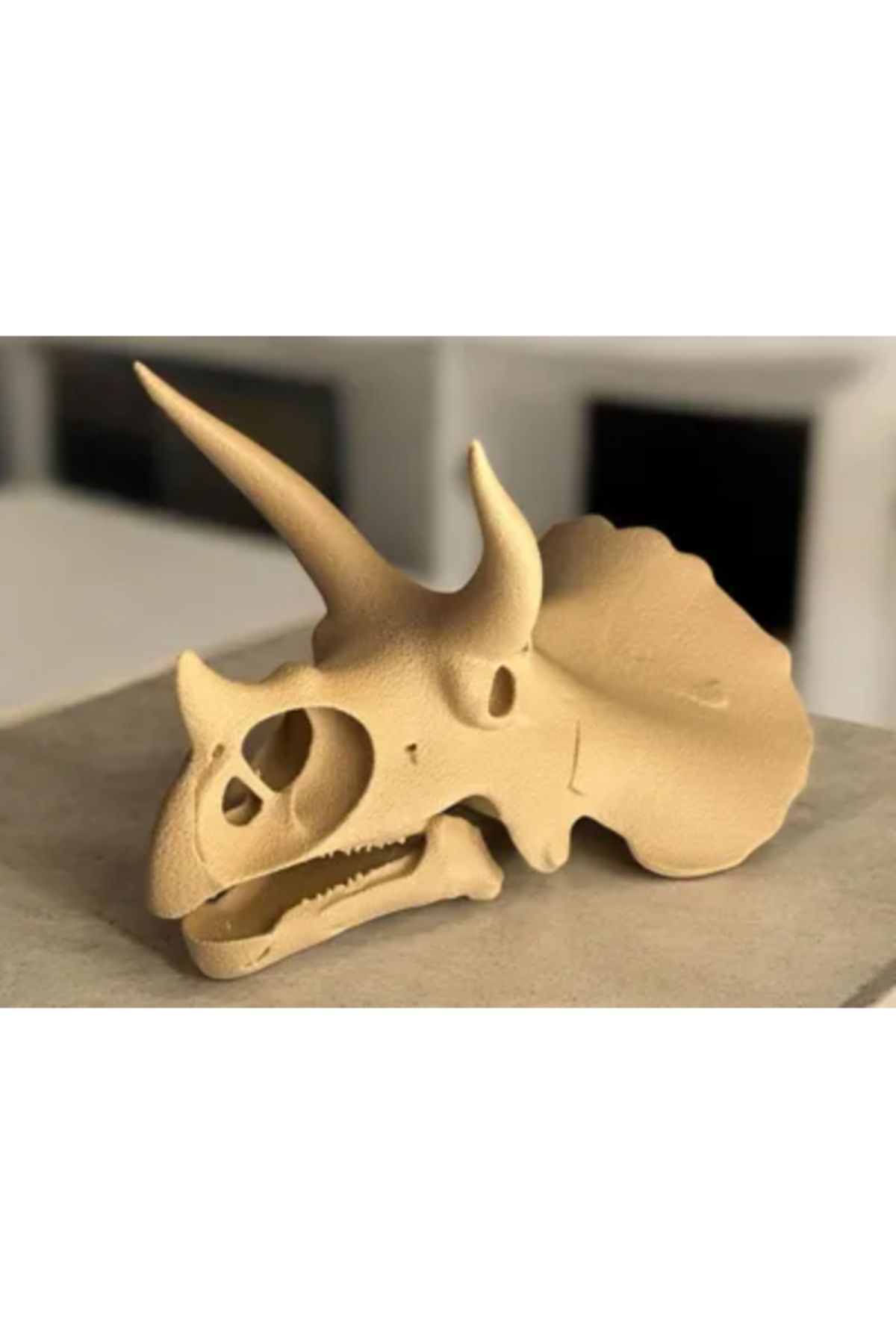 3d model s-Triceratops Skull – 3D Printing Dinosaur Fossil Model 2