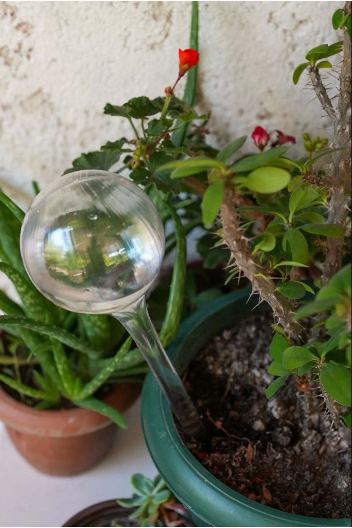 sonnenflügel Saksı Suluğu Çiçek Sulama Aparatı, Yarı Otomatik Saksı Sulama Aparatı (6 ADET)