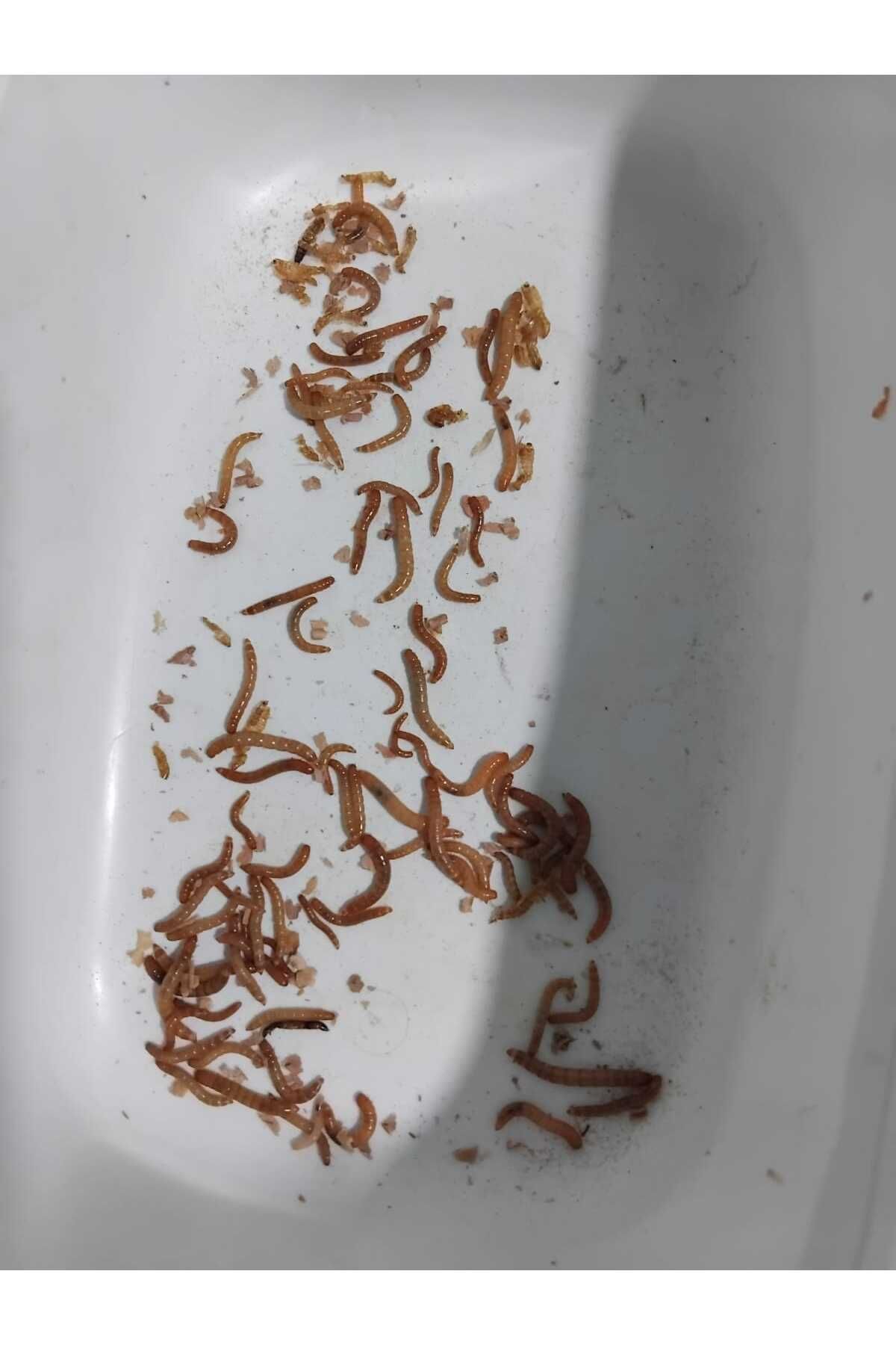Aydın hobi petshop micro un kurdu 100 adet